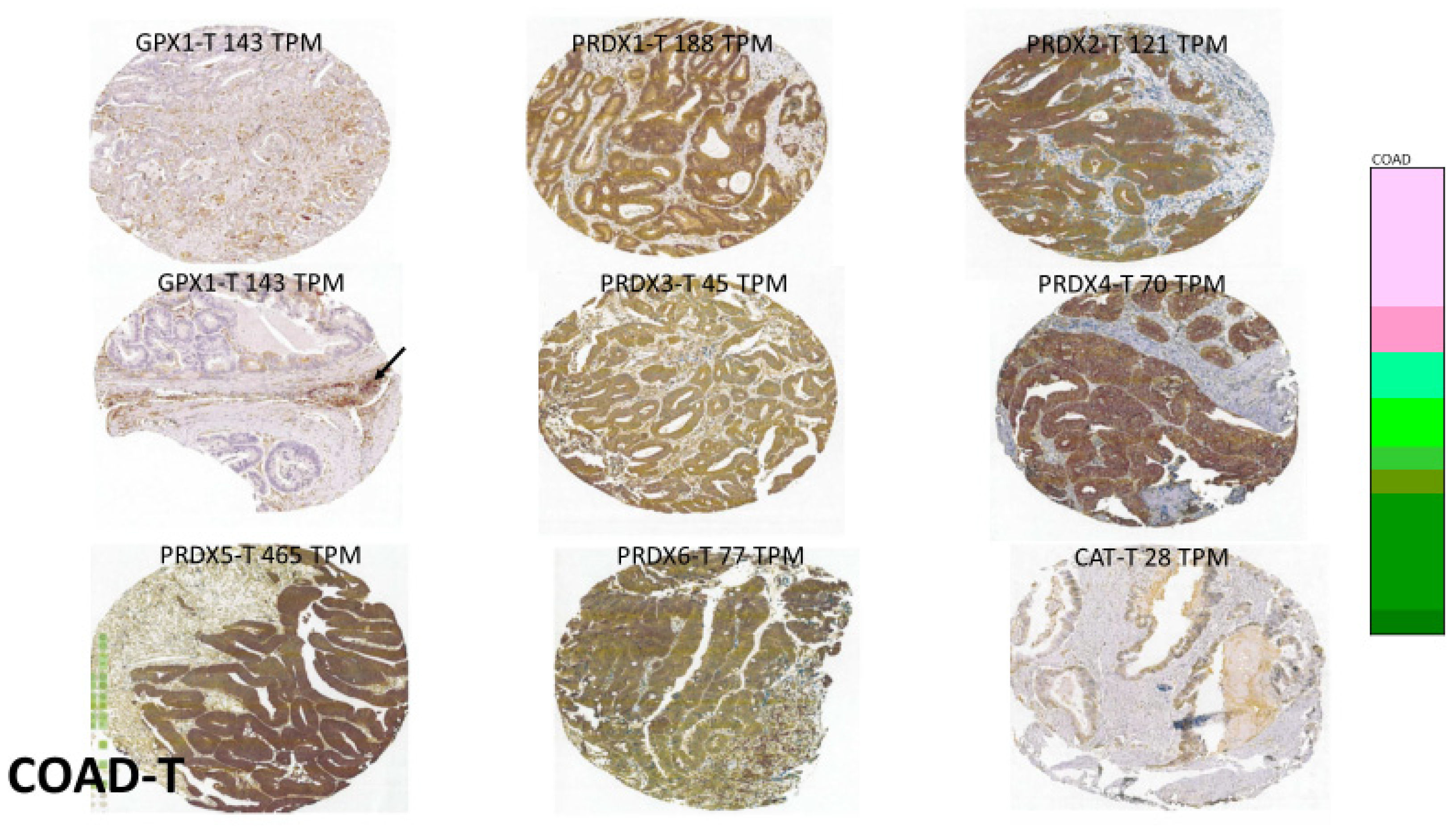Biomedinformatics 03 00060 g008 Biomedinformatics 03 00060 g008