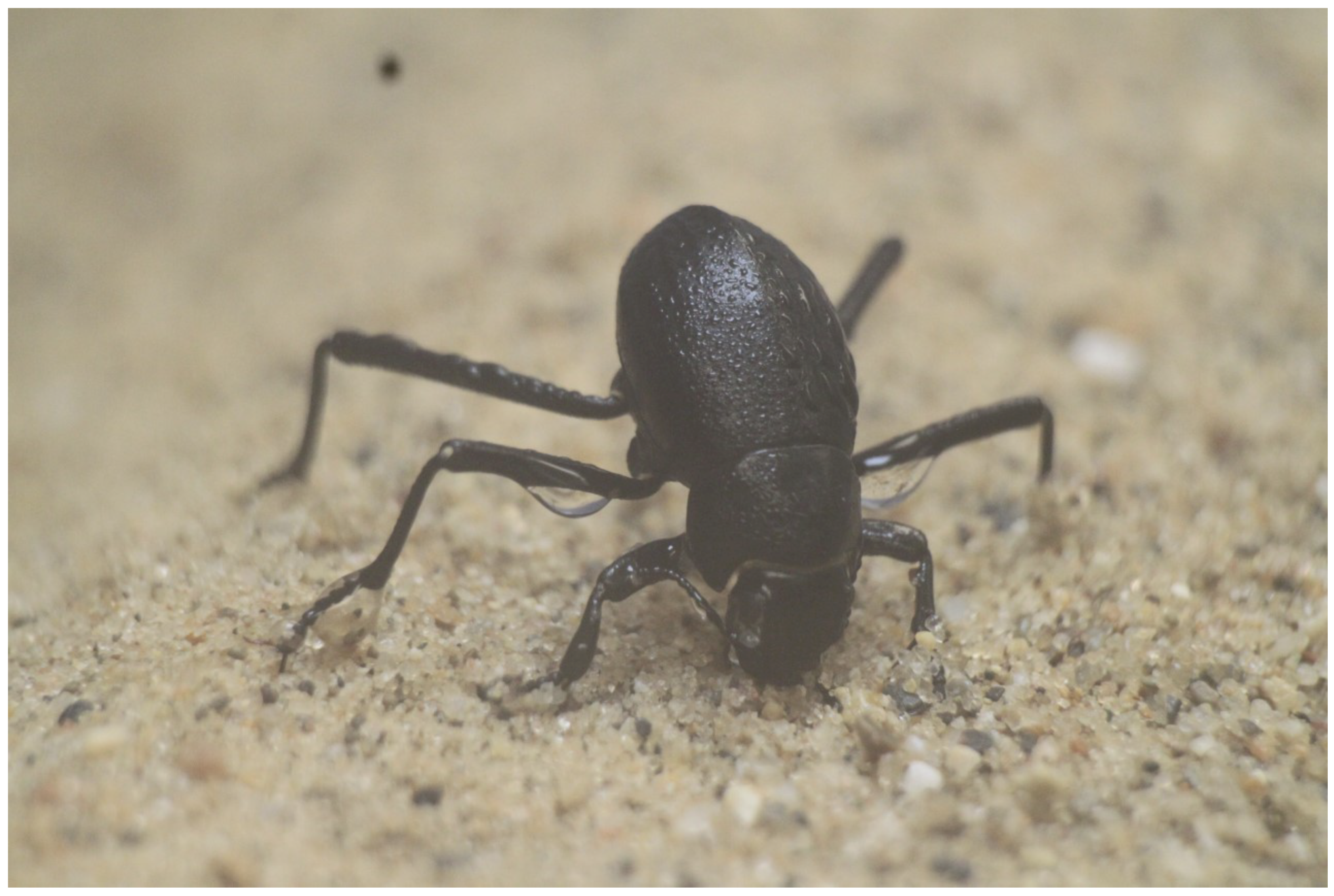 Biomimetics | Free Full-Text | Importance of Body Stance in Fog Droplet  Collection by the Namib Desert Beetle