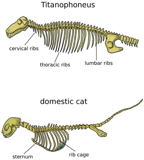 The Bare Bones: An Unconventional Evolutionary History of the Skeleton  (Life of the Past)