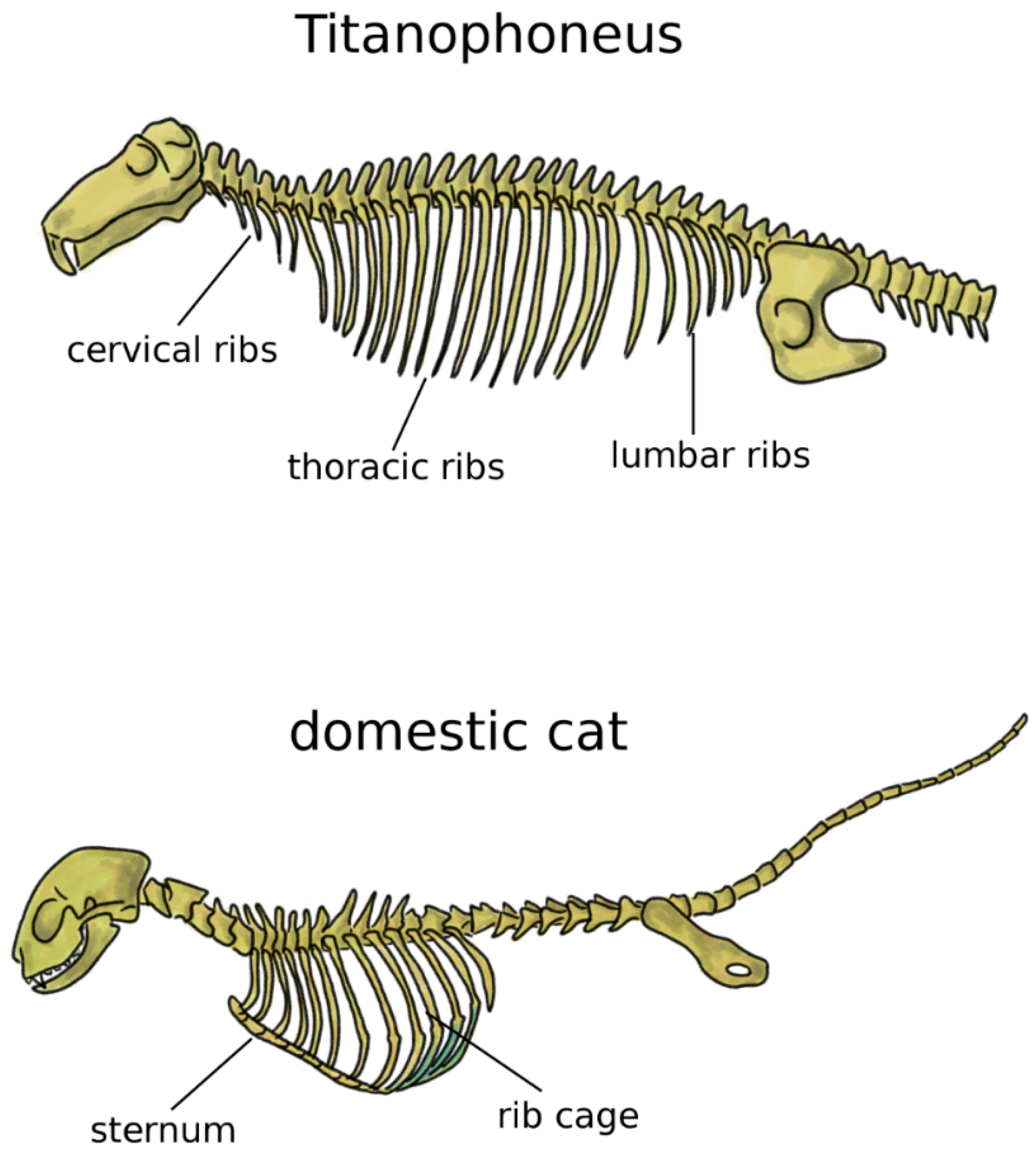 Biomimetics | Free Full-Text | The Spine: A Strong, Stable, and ...