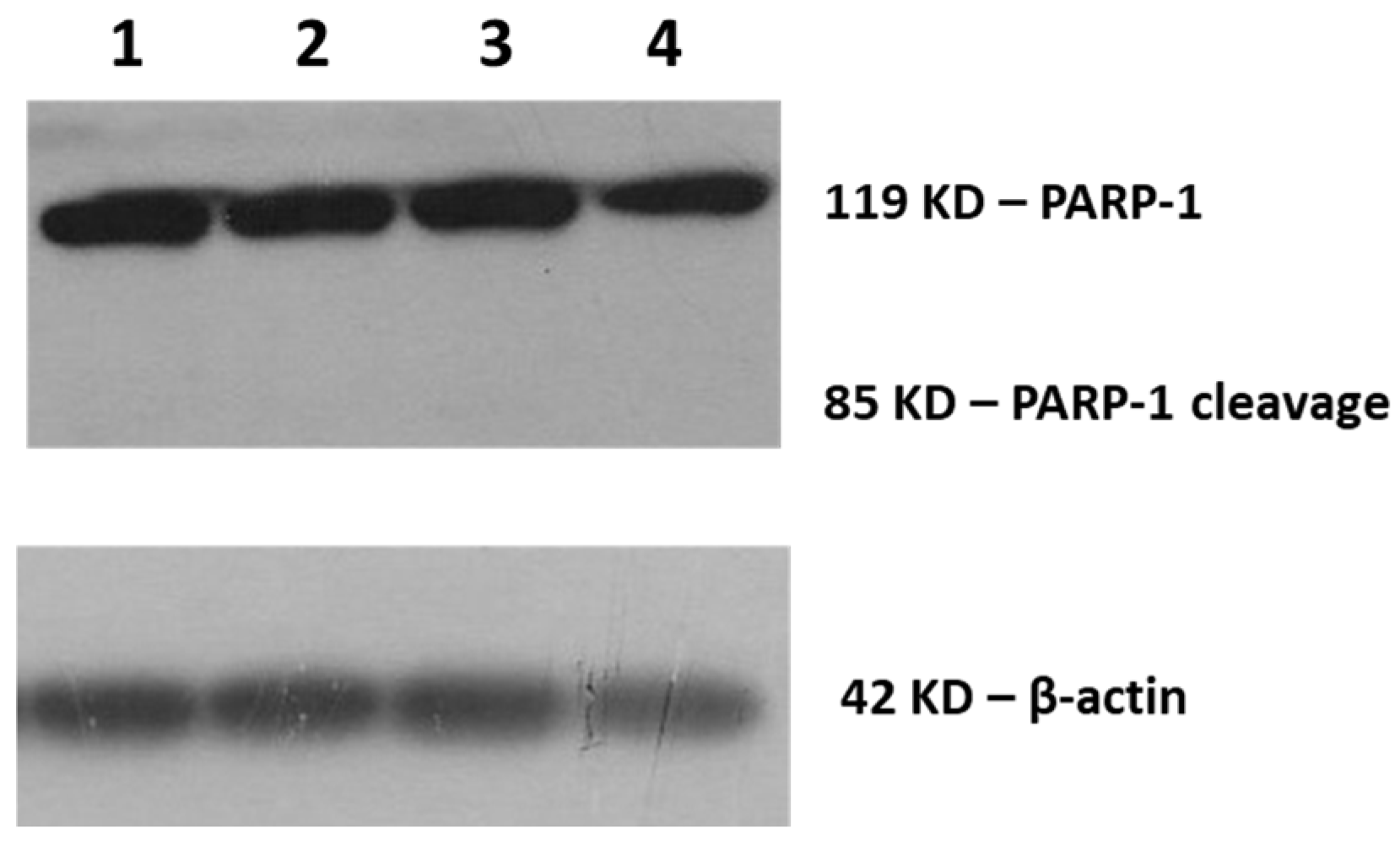 Biomimetics 06 00010 g004