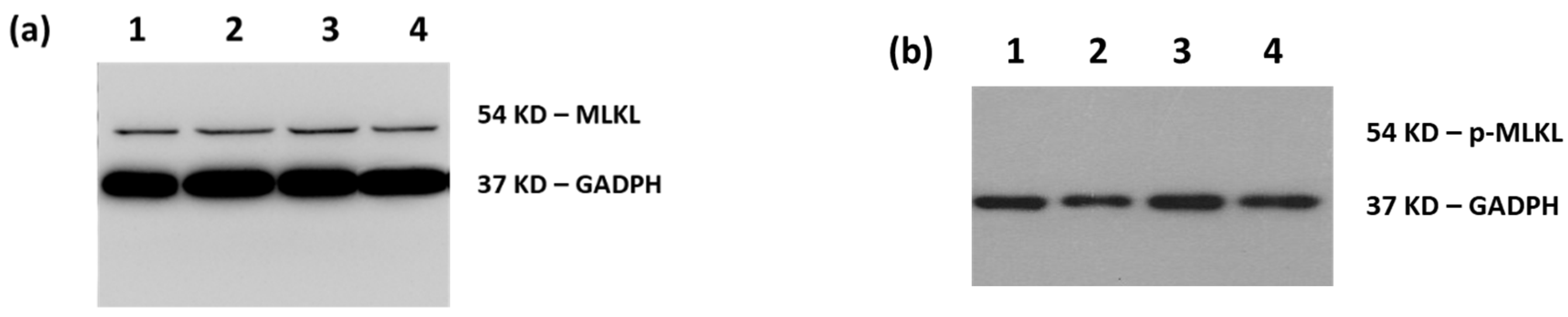 Biomimetics 06 00010 g005