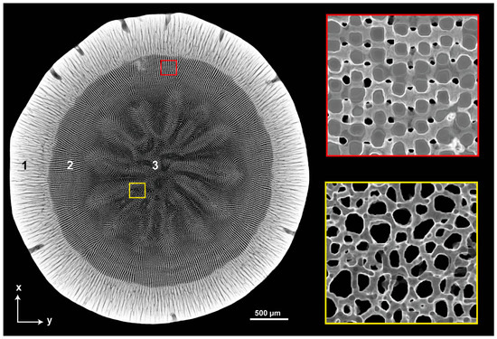 Biomimetics | Free Full-Text | The Plant-Like Structure of Lance Sea Urchin  Spines as Biomimetic Concept Generator for Freeze-Casted Structural Graded  Ceramics | HTML