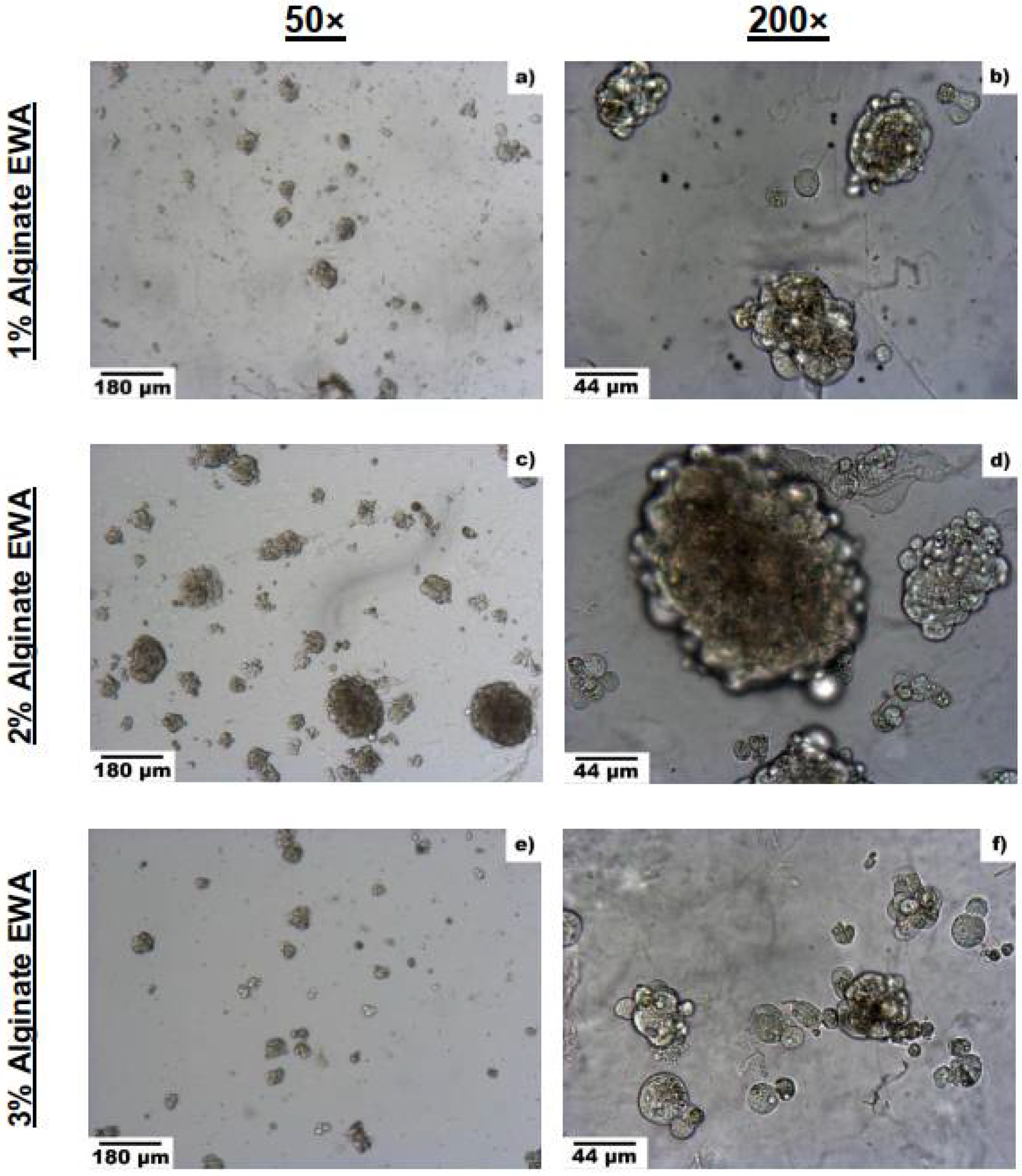 Biomimetics | Free Full-Text | Egg White Alginate as a Novel Scaffold ...