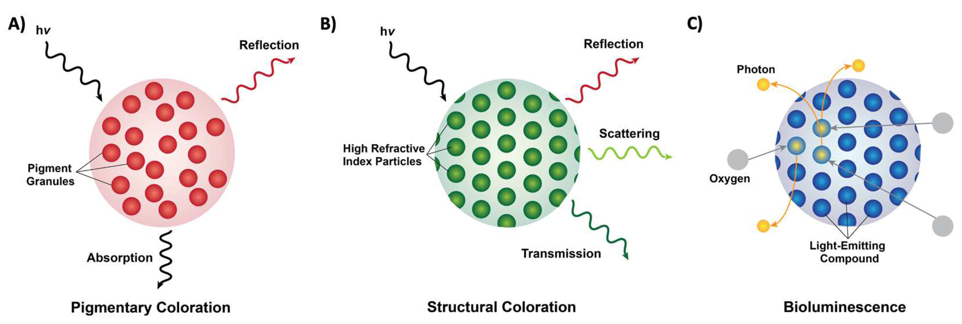Biomimetics | Free Full-Text | At the Intersection of Natural Structural  Coloration and Bioengineering