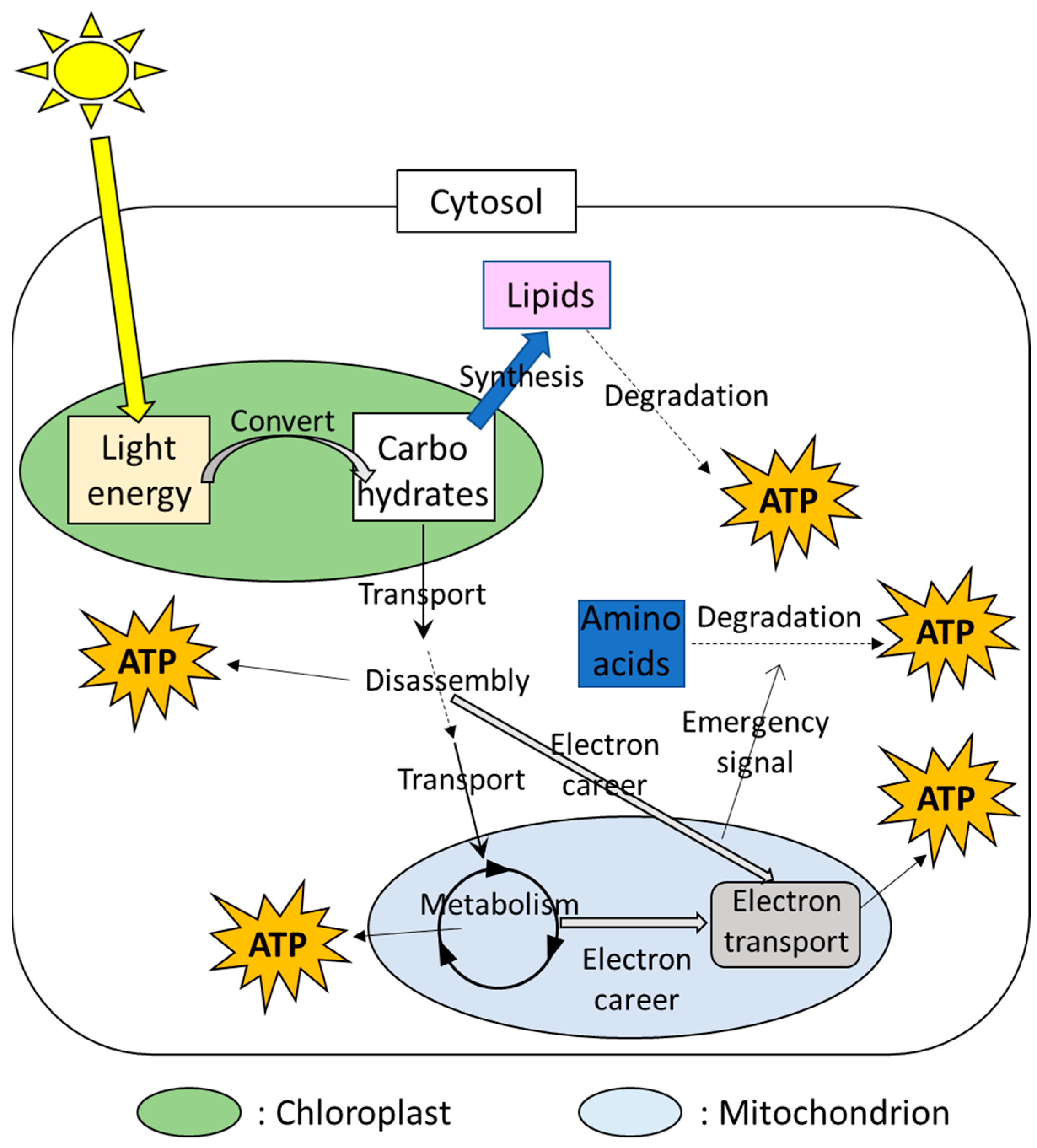 Biomimetics | Free Full-Text | Mechanisms Regulating Energy Homeostasis in  Plant Cells and Their Potential to Inspire Electrical Microgrids Models