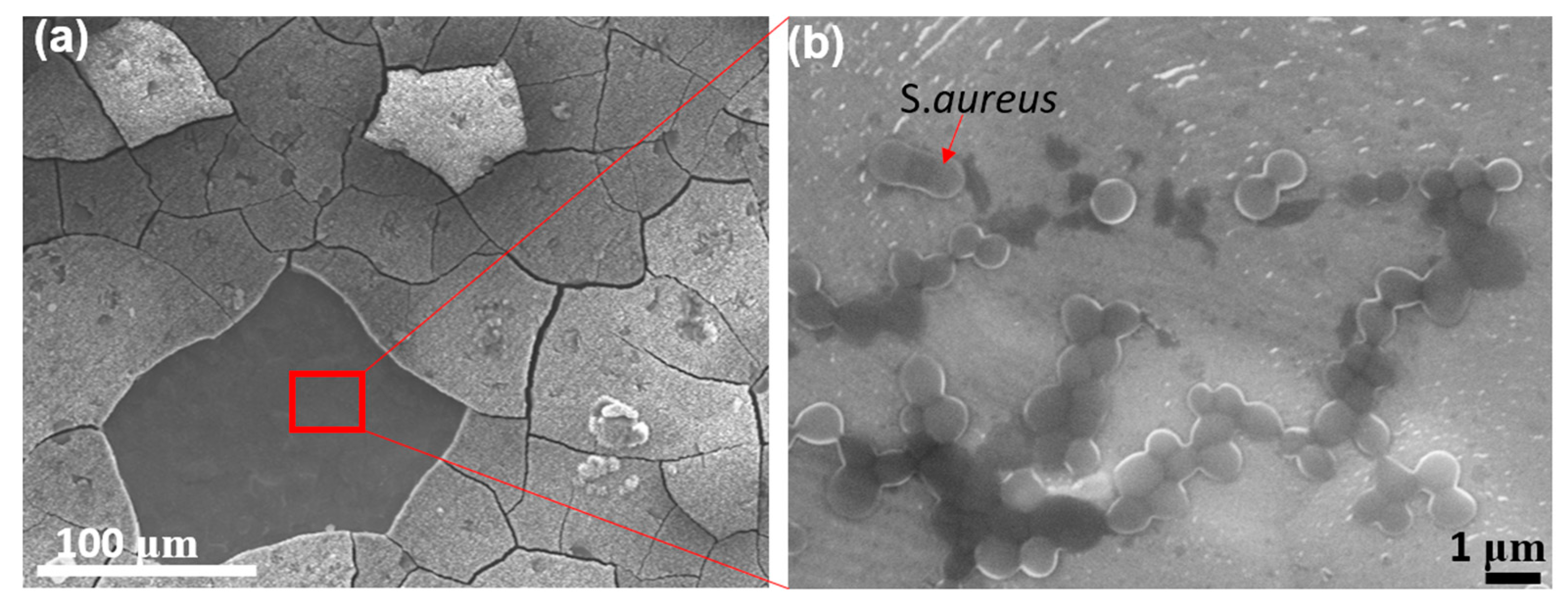 Biomimetics 07 00091 g008