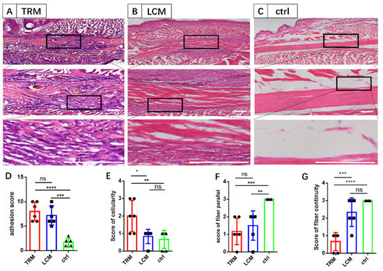 A Simplified Murine Model to Imitate Flexor Tendon Adhesion Formation ...