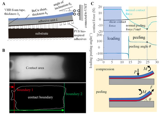 Biomimetics | Free Full-Text | Effect of the Structural Characteristics ...