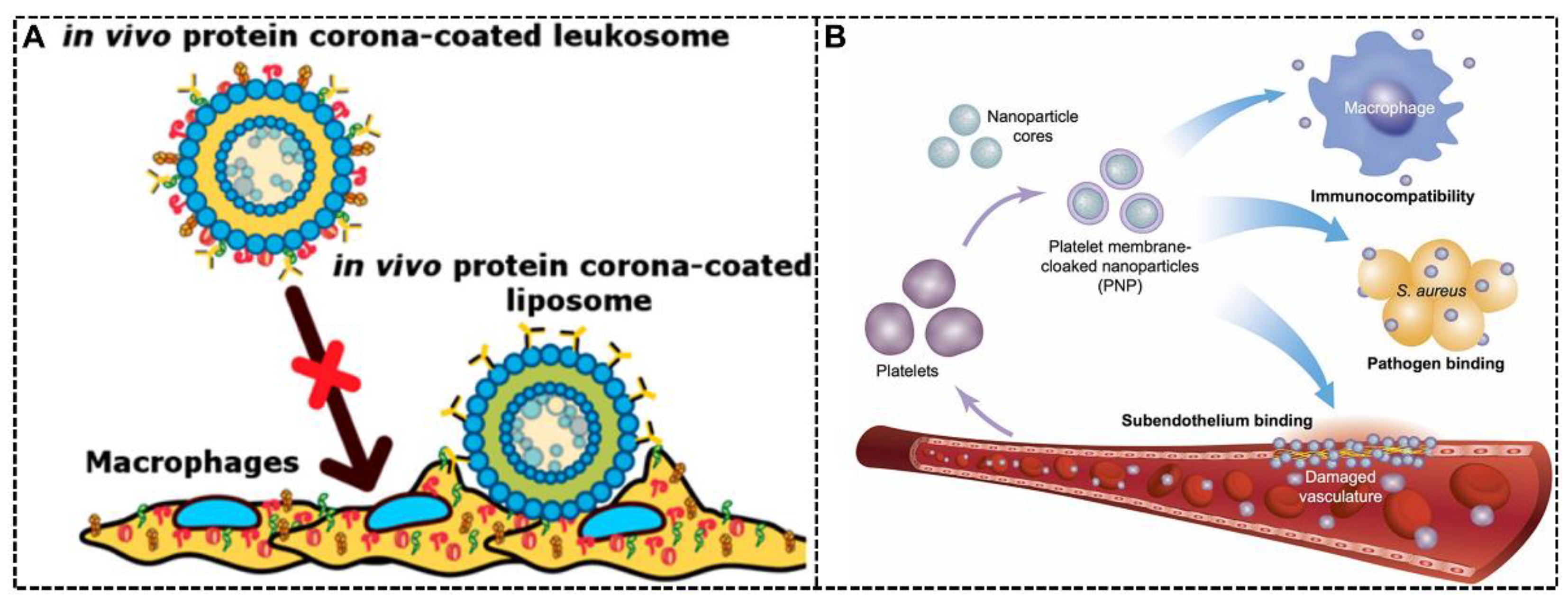 Biomimetics 07 00126 g005