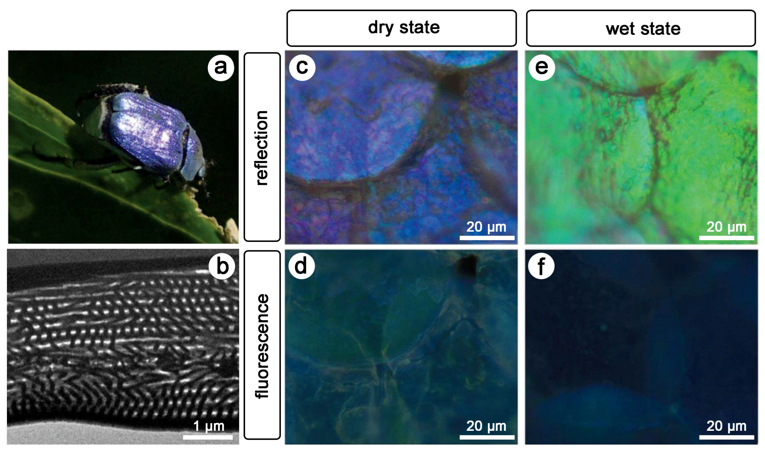Biomimetics 07 00153 g003 Biomimetics 07 00153 g003