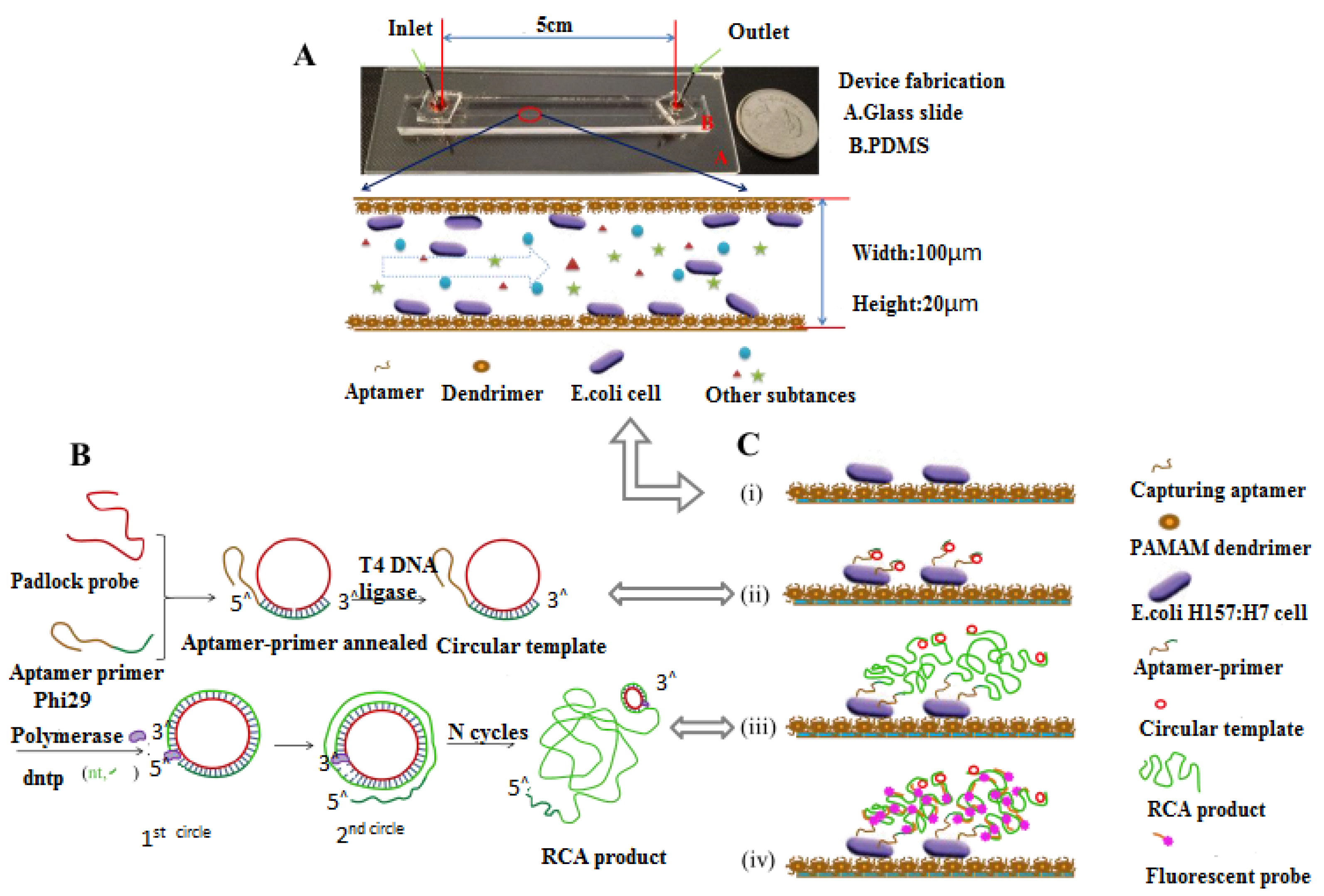 Biomimetics 07 00175 sch008 Biomimetics 07 00175 sch008