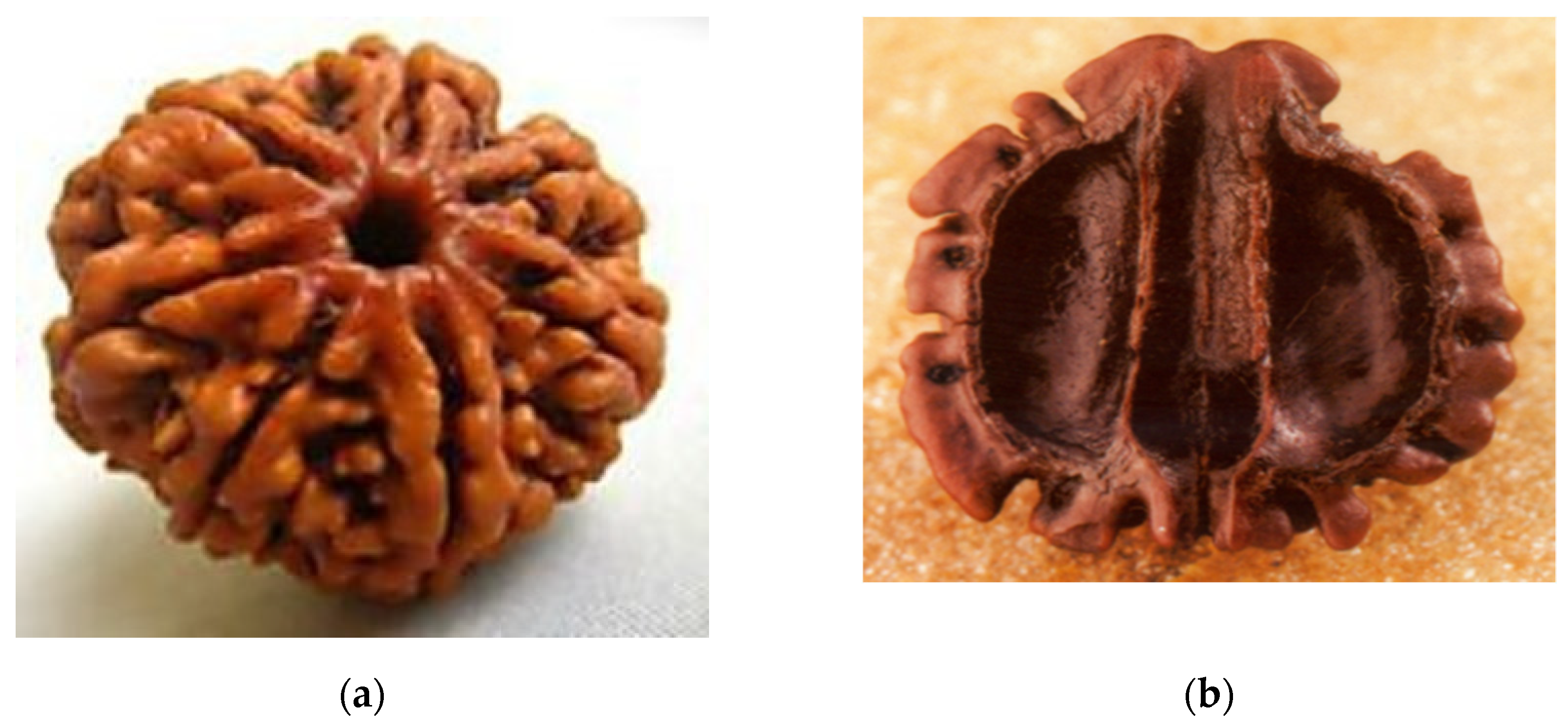 Biomimetics 07 00186 g002a