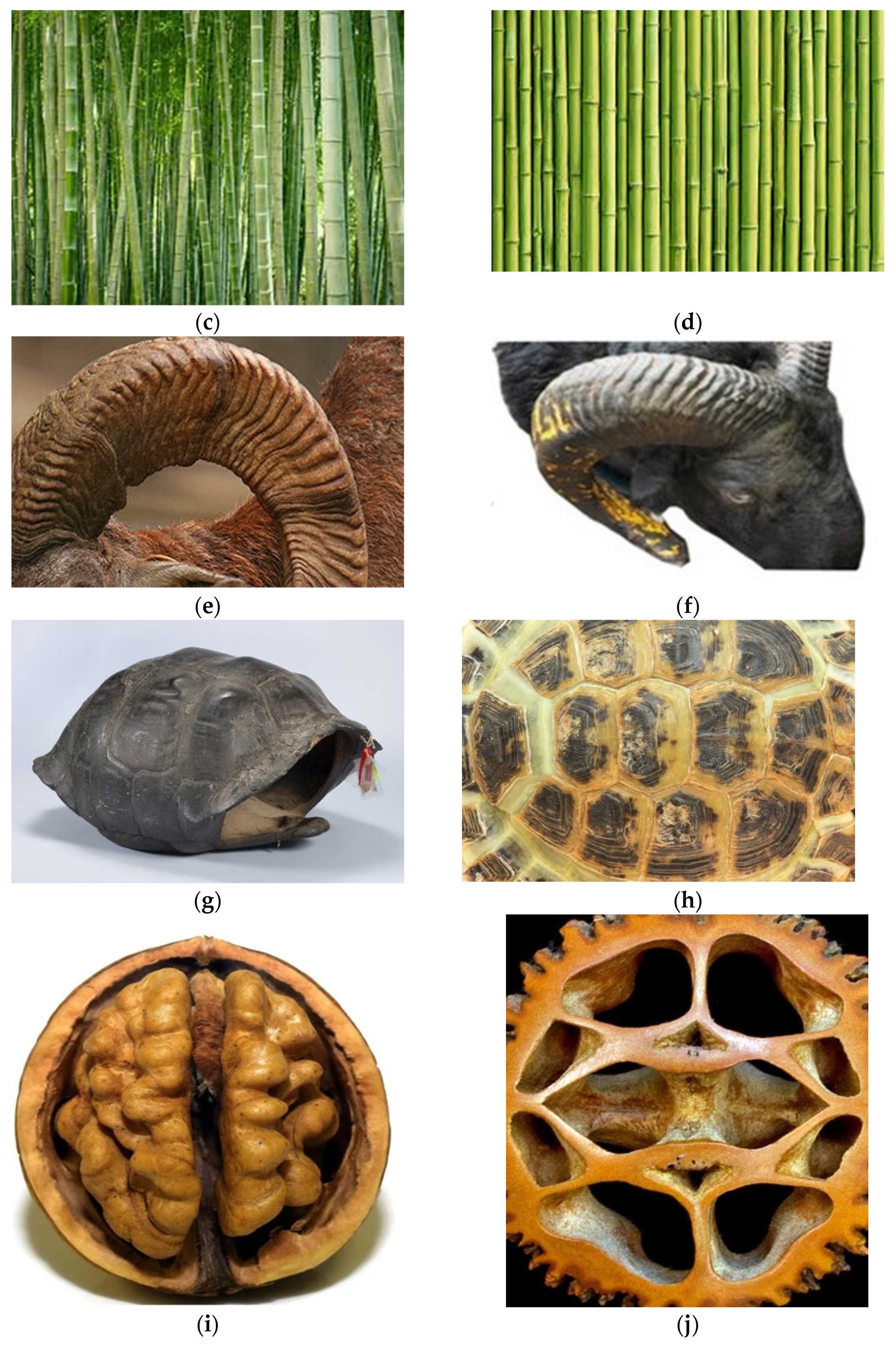 Biomimetics 07 00186 g002b