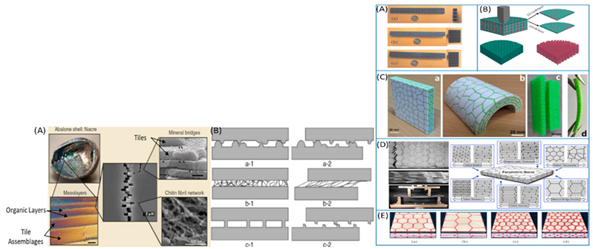 Biomimetics 07 00186 i011