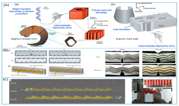Biomimetics 07 00186 i014