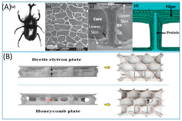 Biomimetics 07 00186 i015