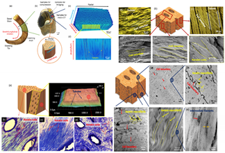 Biomimetics 07 00186 i016