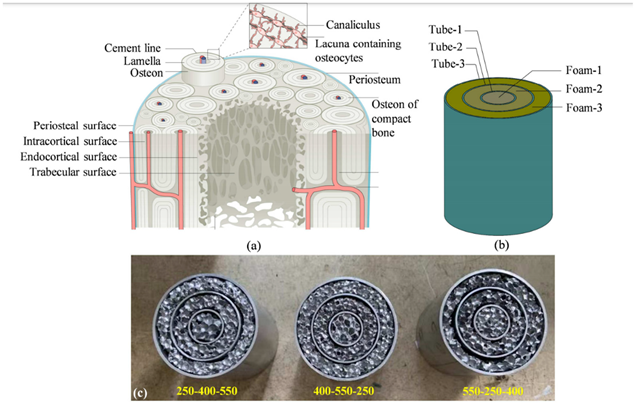 Biomimetics 07 00186 i018