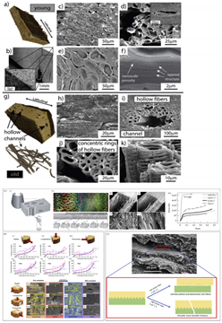 Biomimetics 07 00186 i019