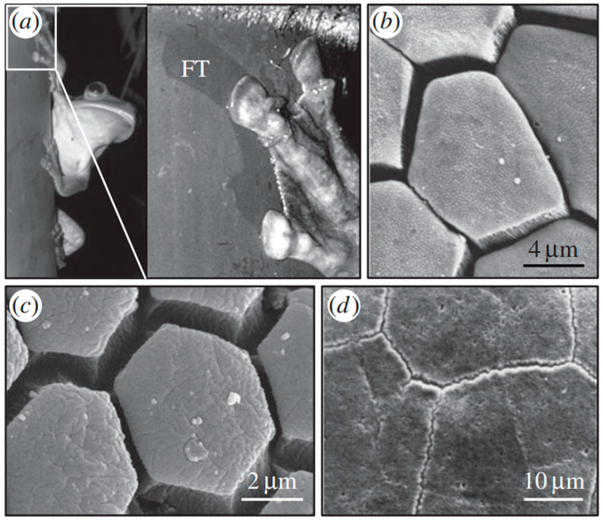 Biomimetics 08 00062 g002