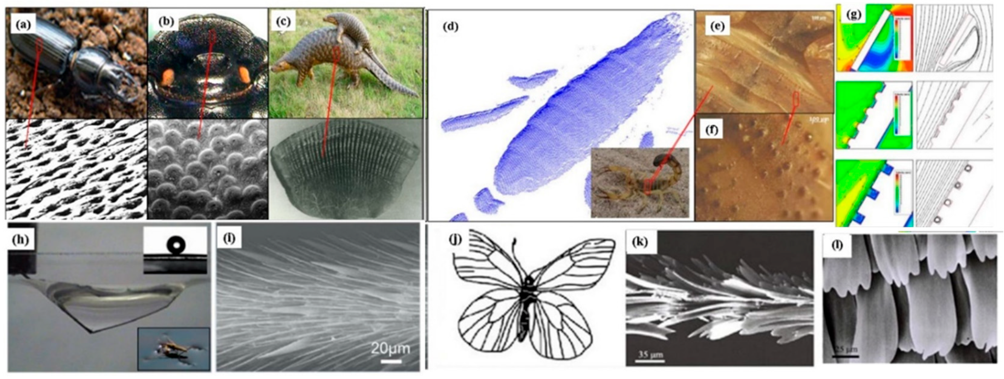 Biomimetics 08 00062 g004