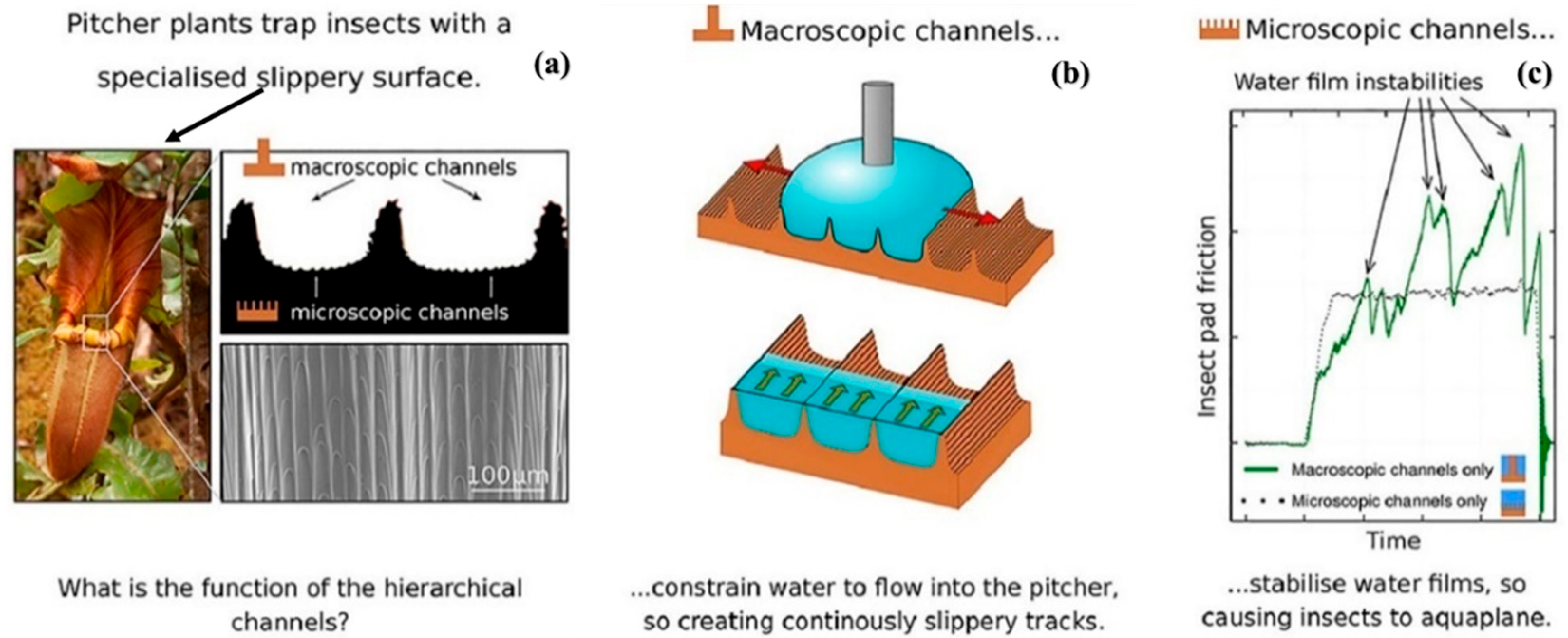 Biomimetics 08 00062 g012