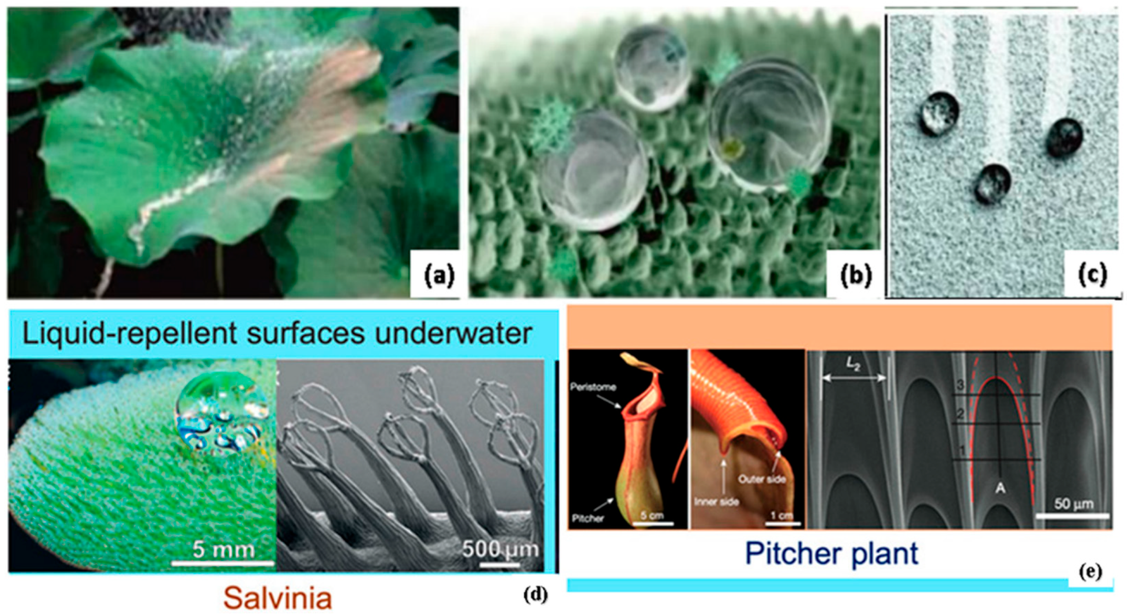 Biomimetics 08 00062 g013