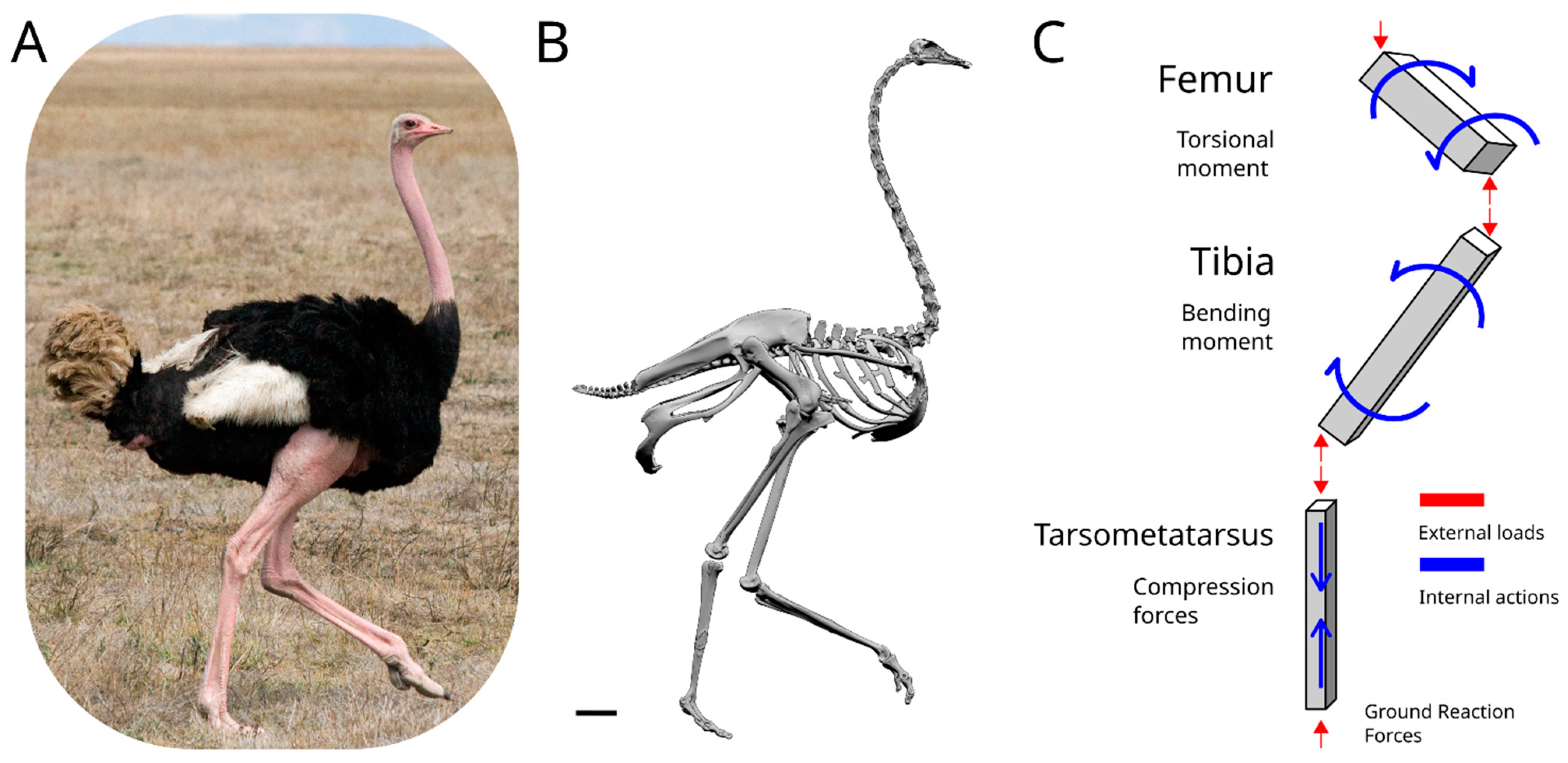 Biomimetics | Free Full-Text | Smart Biomechanical Adaptation Revealed by  the Structure of Ostrich Limb Bones