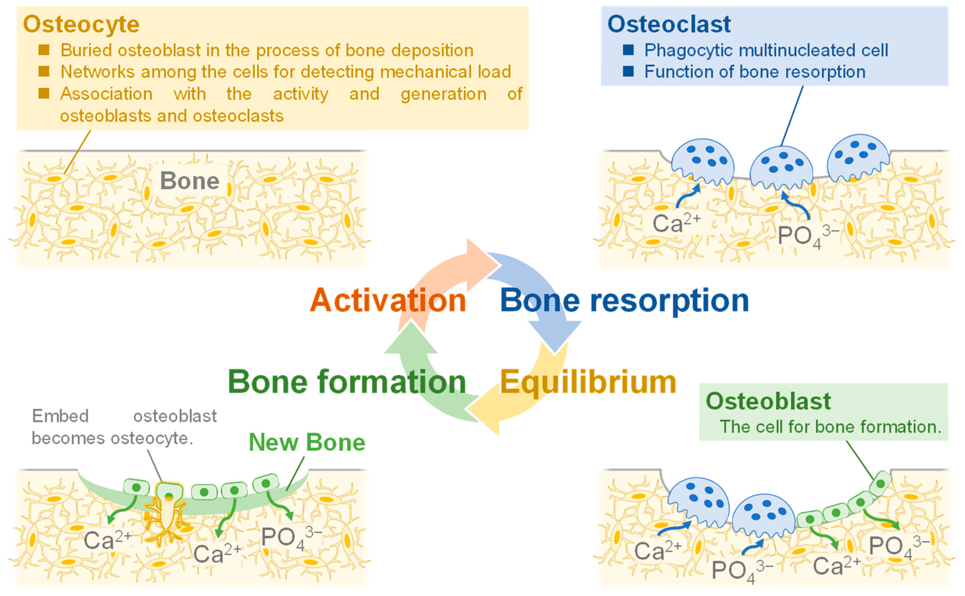 Biomimetics 08 00184 g001 Biomimetics 08 00184 g001