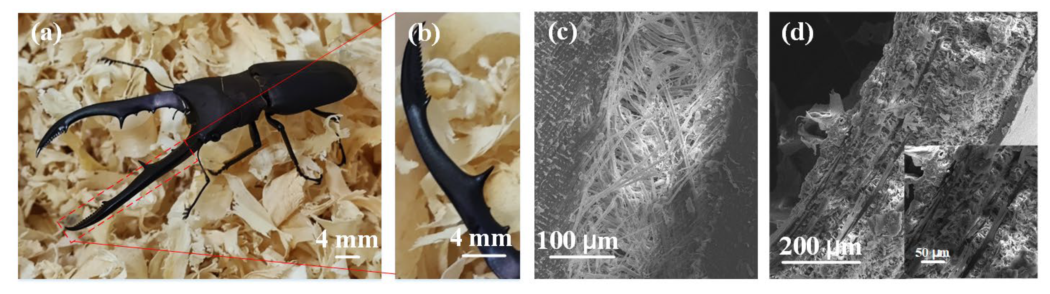 Biomimetics 08 00283 g003