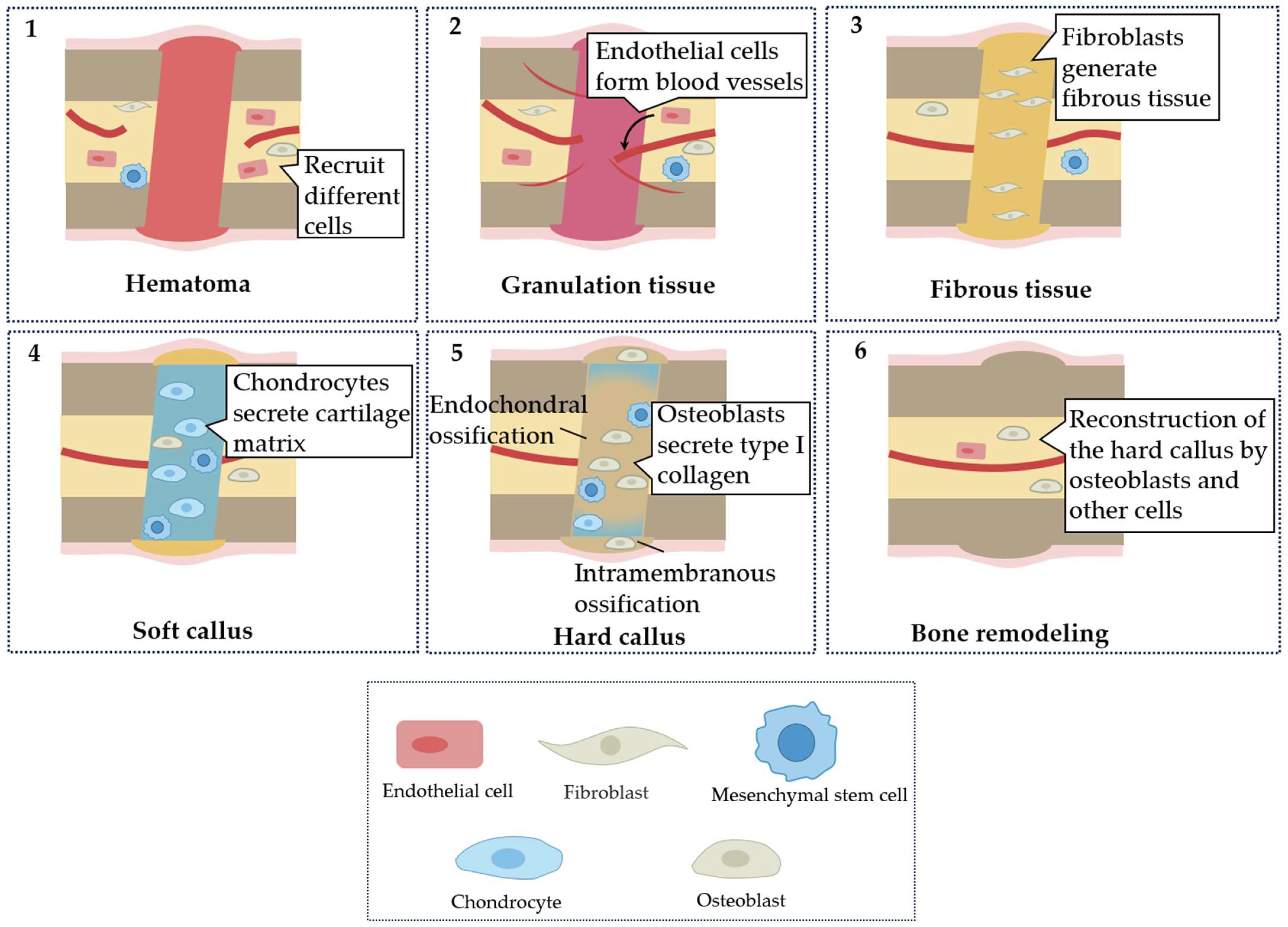 Biomimetics 08 00344 g001