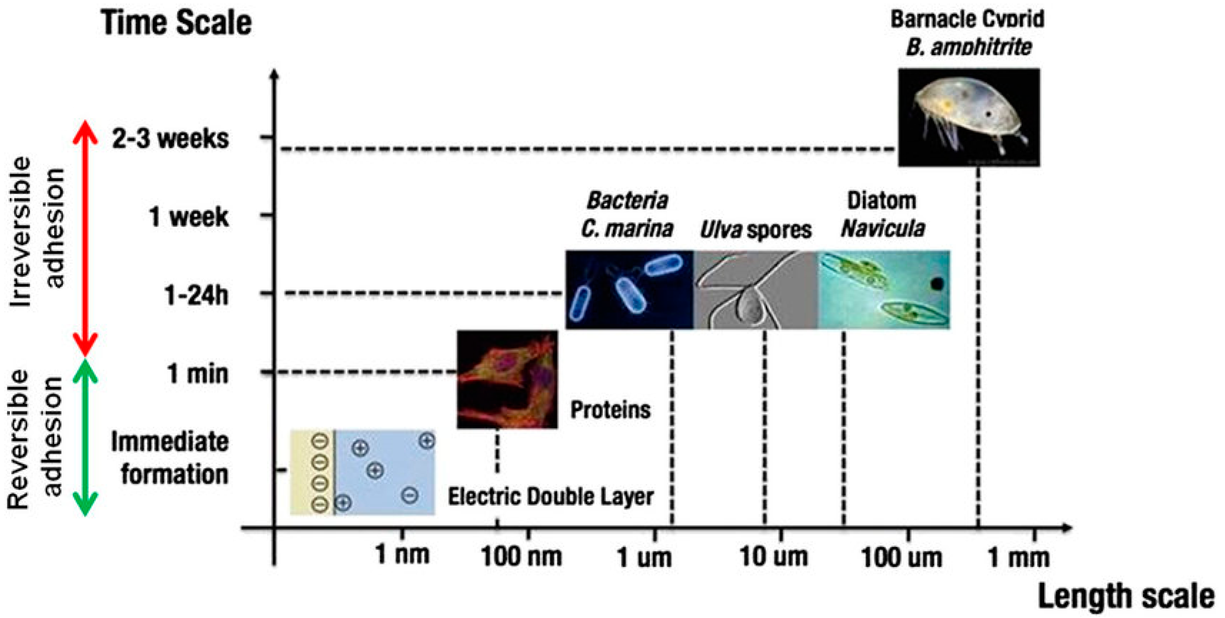 Bioinspired antifouling Fe-based amorphous coating via killing