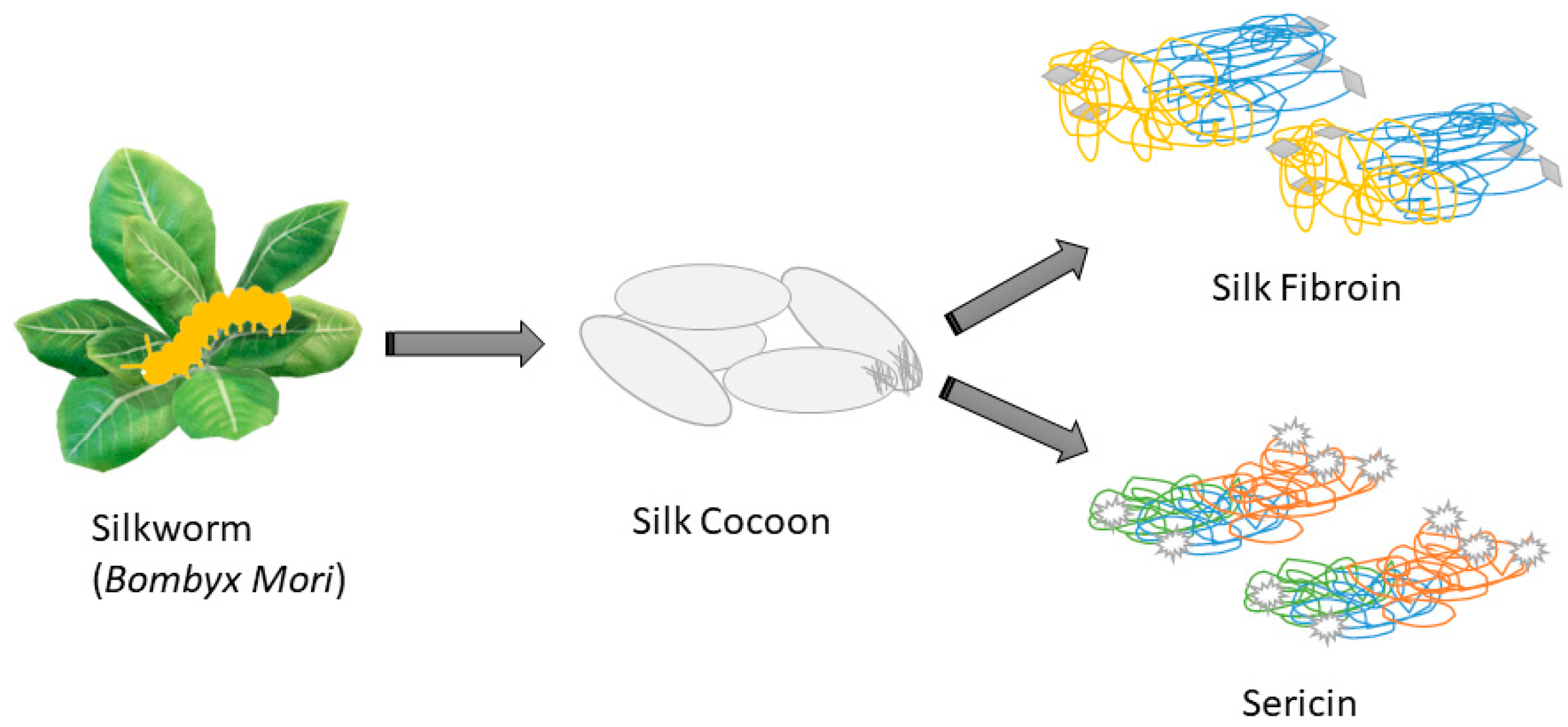 Biomimetics | Free Full-Text | Advanced Applications of Silk-Based  Hydrogels for Tissue Engineering: A Short Review