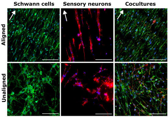 Biomimetics | Free Full-Text | Innervation of an Ultrasound-Mediated ...