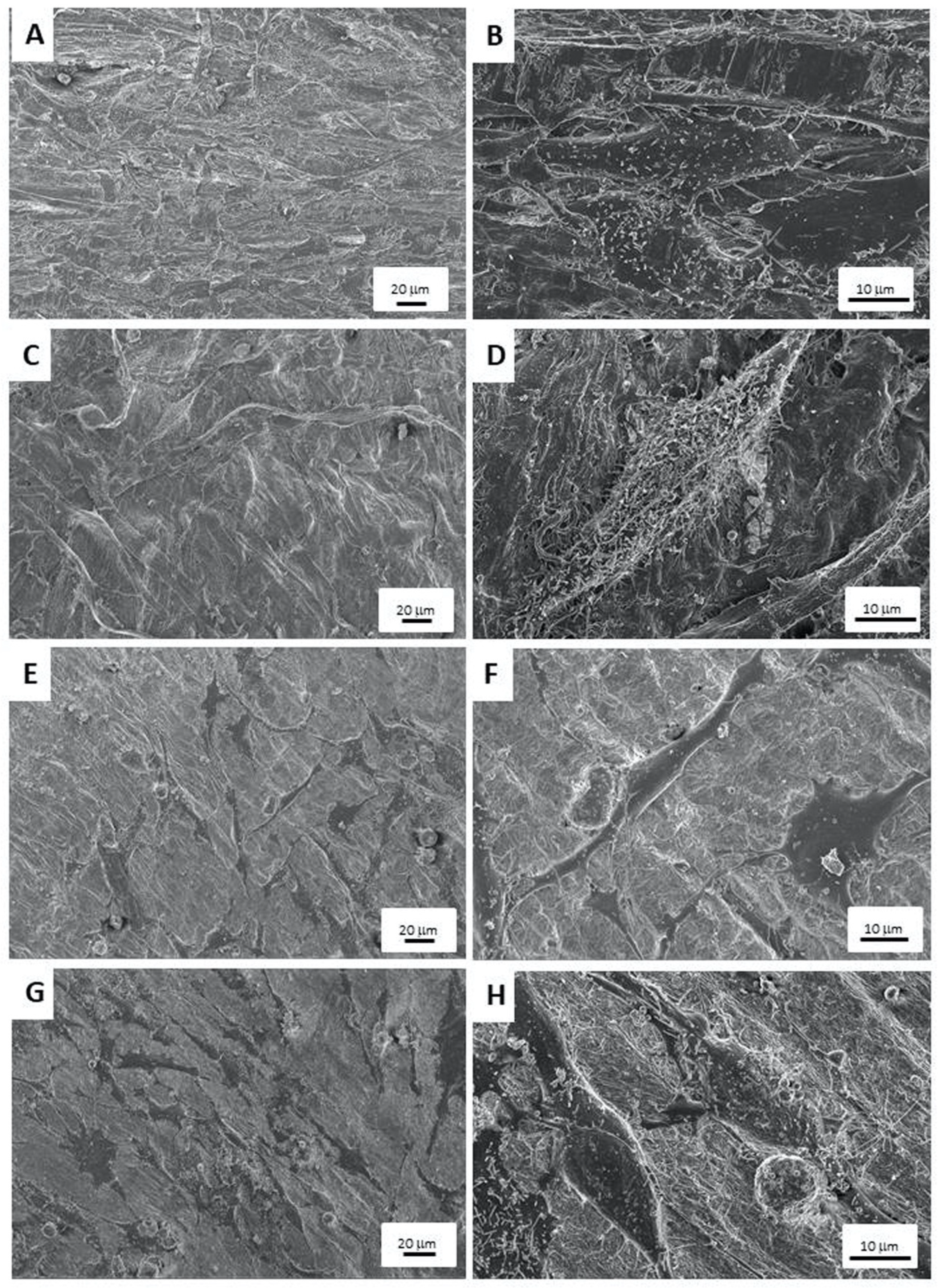 Biomimetics 09 00004 g007
