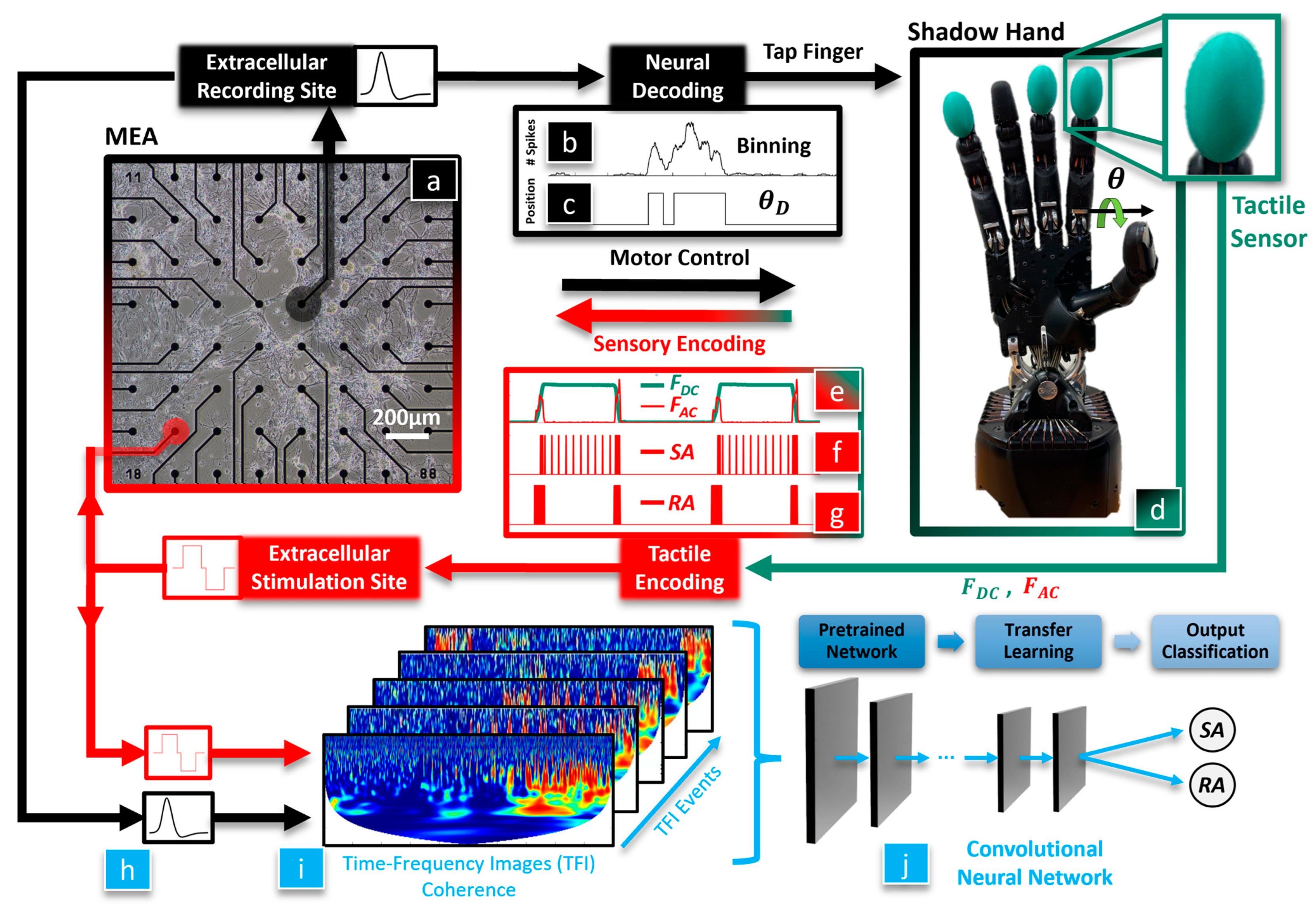 VA Engineers Create Prosthetic Hook Mouse