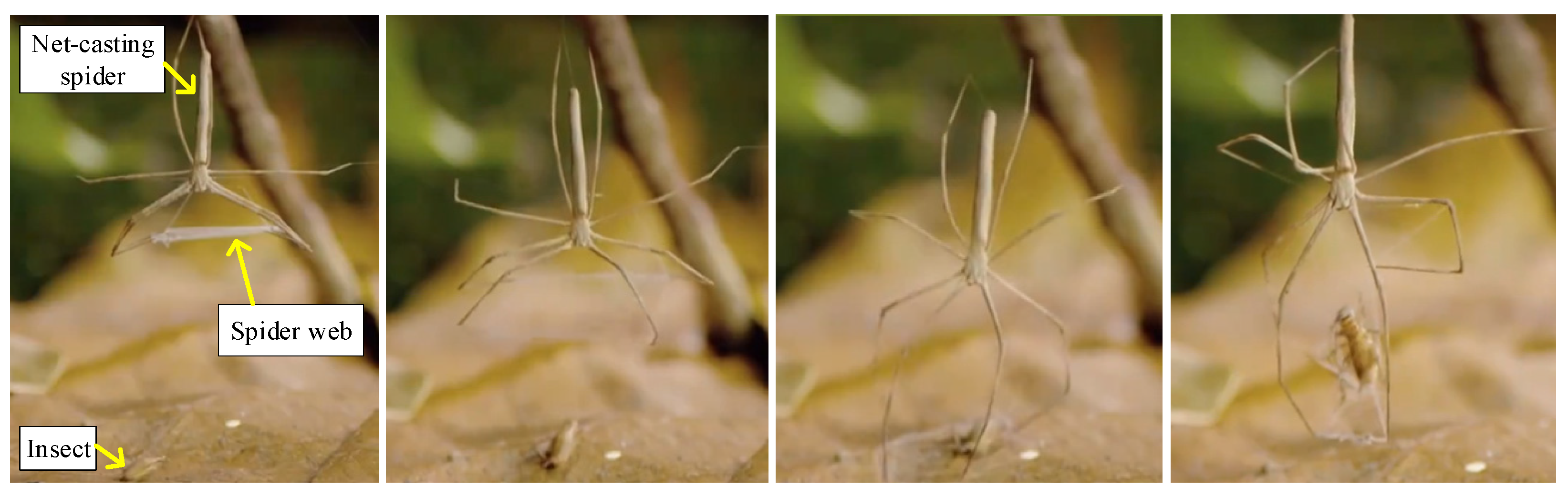 Biomimetics 09 00111 g002