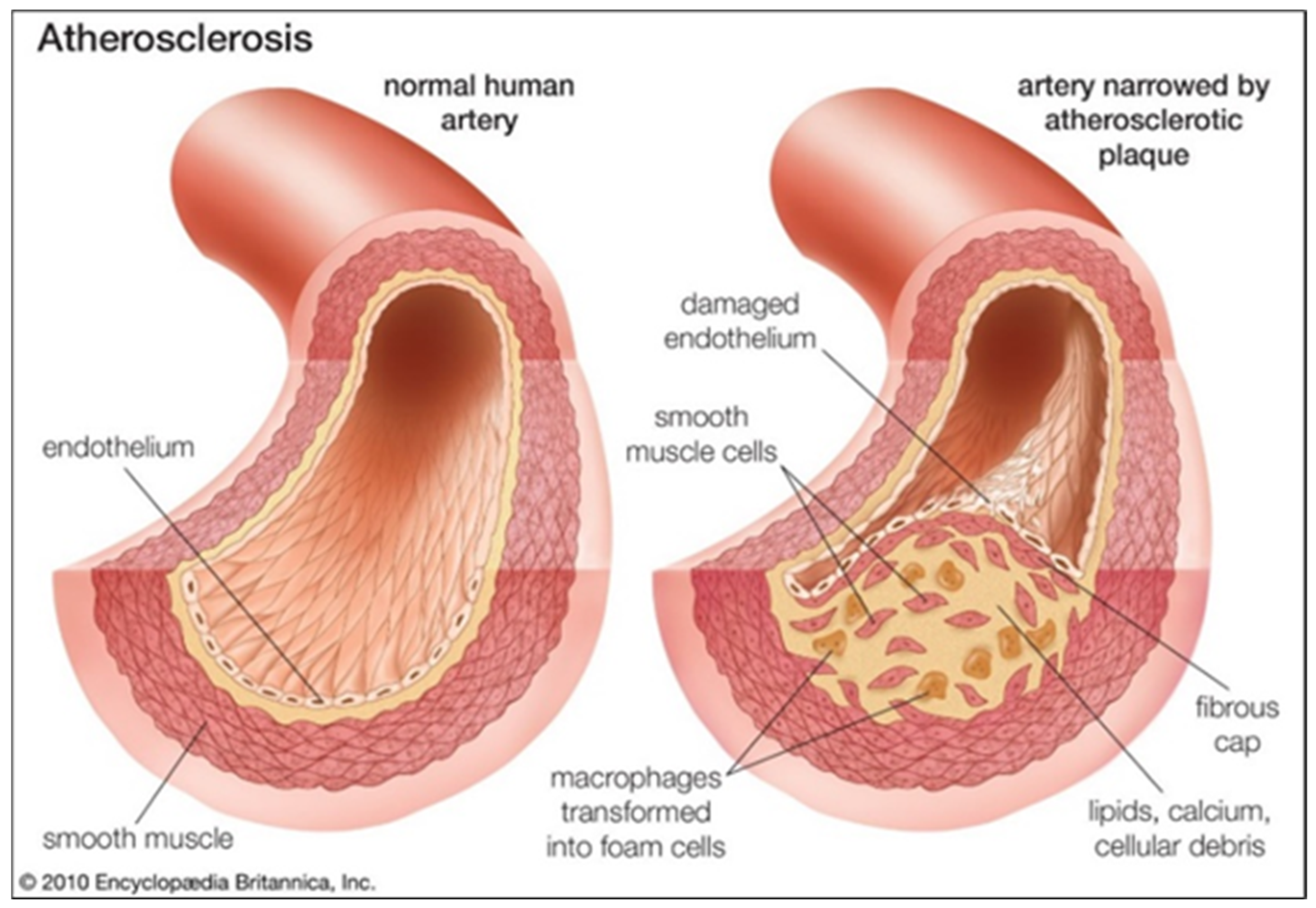 Biomimetics 09 00135 g002