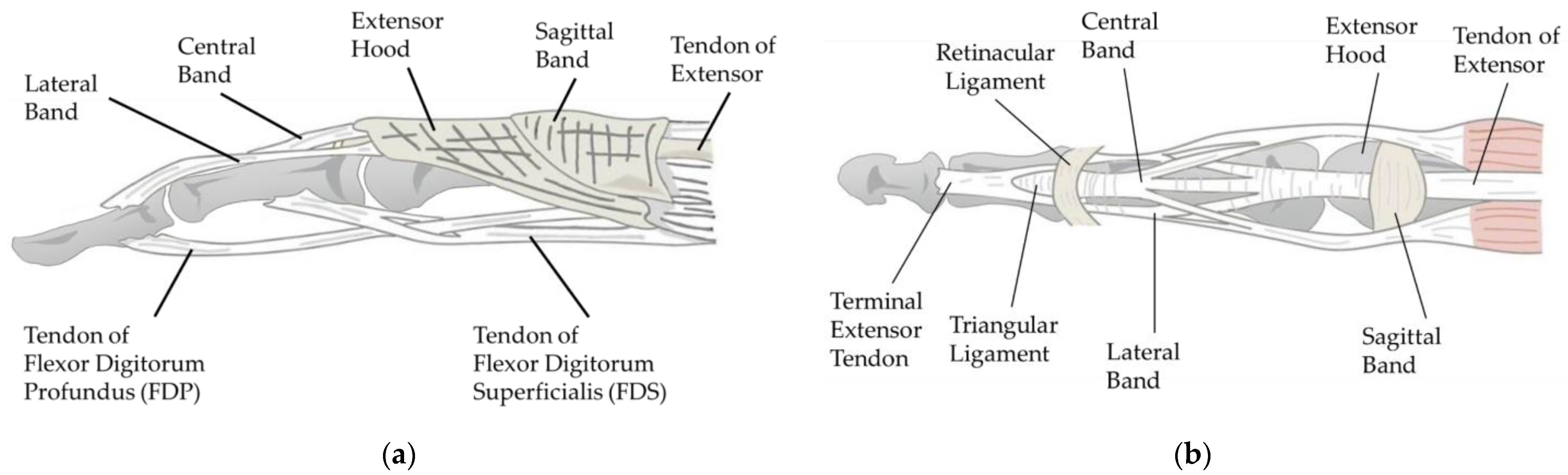 Biomimetics | Free Full-Text | Anatomically-Inspired Robotic Finger ...