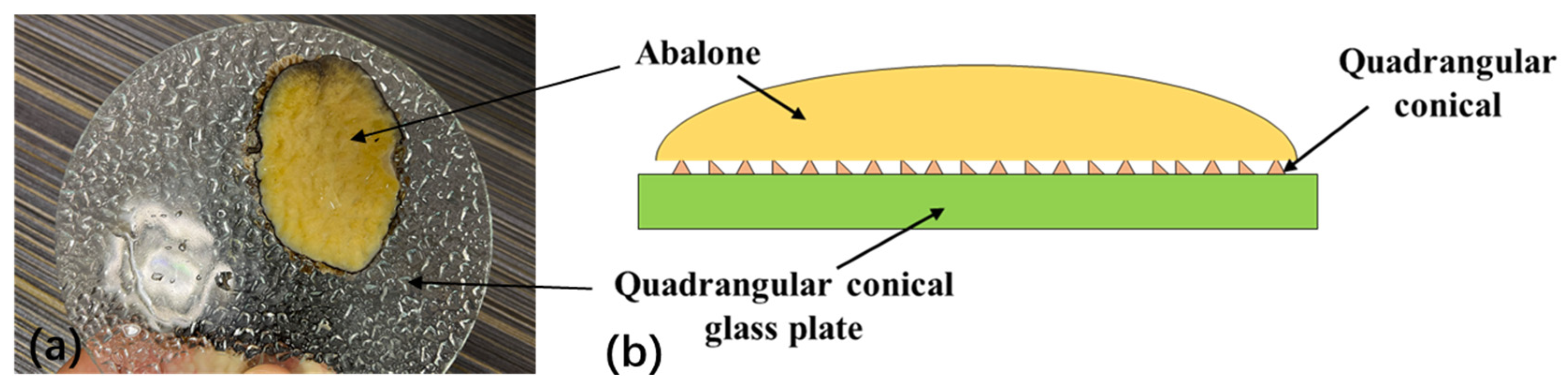 Biomimetics 09 00206 g007