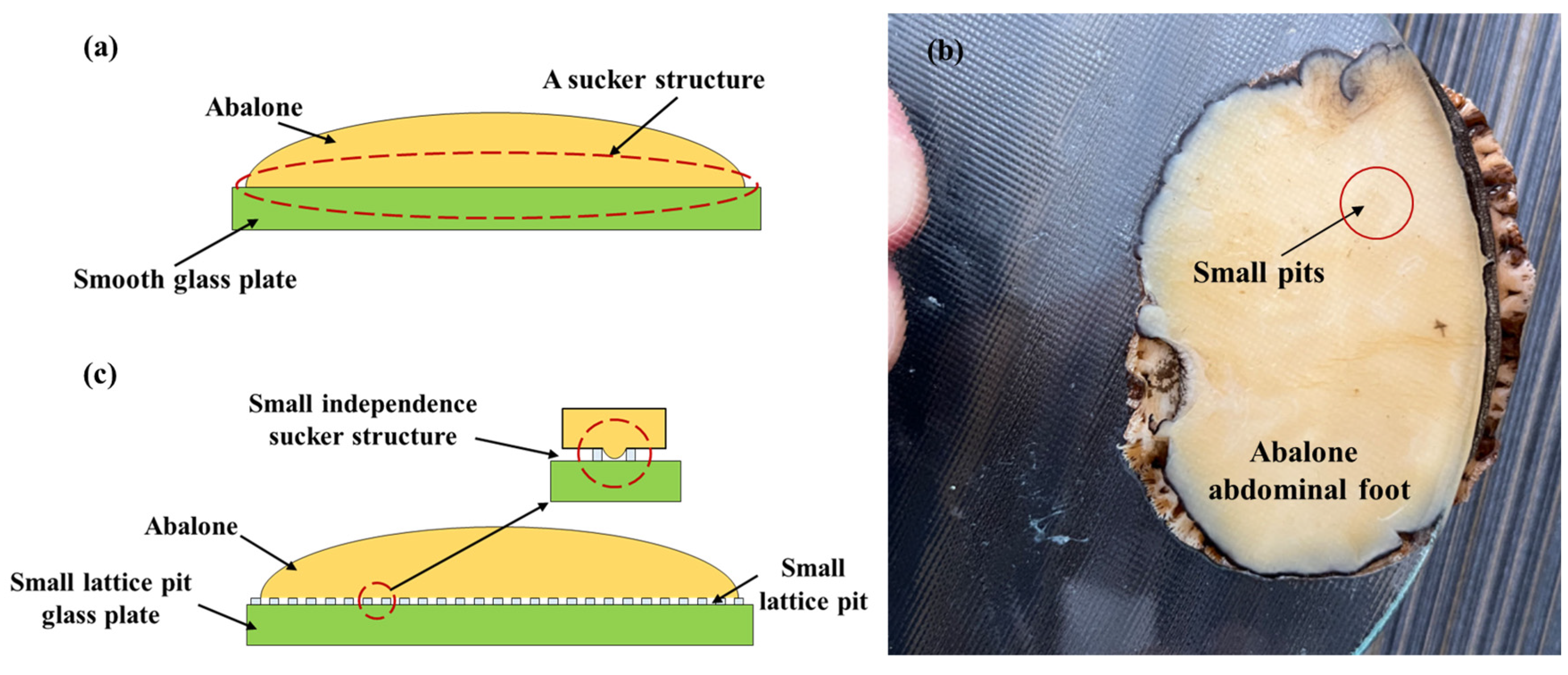 Biomimetics 09 00206 g008