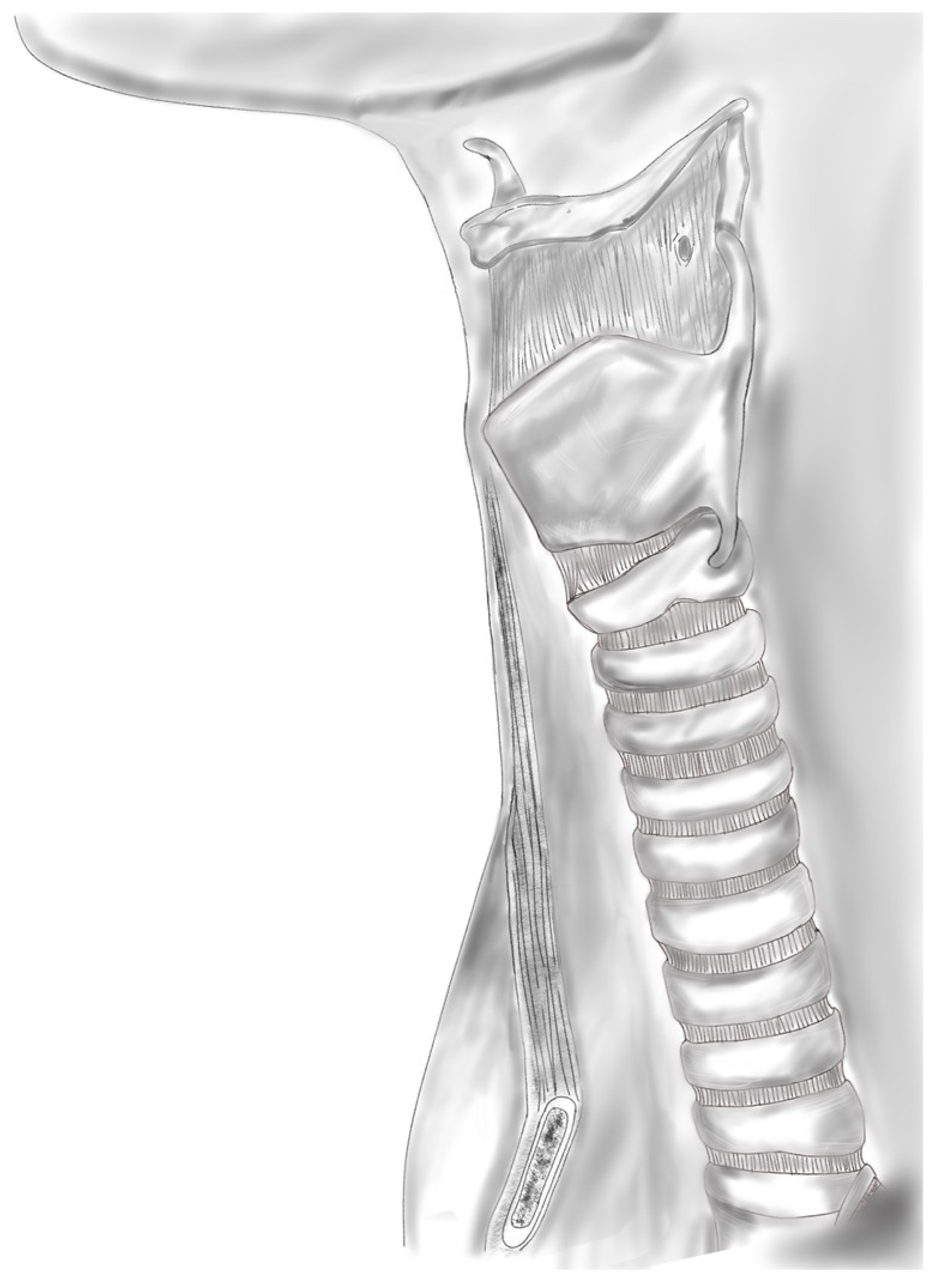 Biomimetics 09 00327 g002