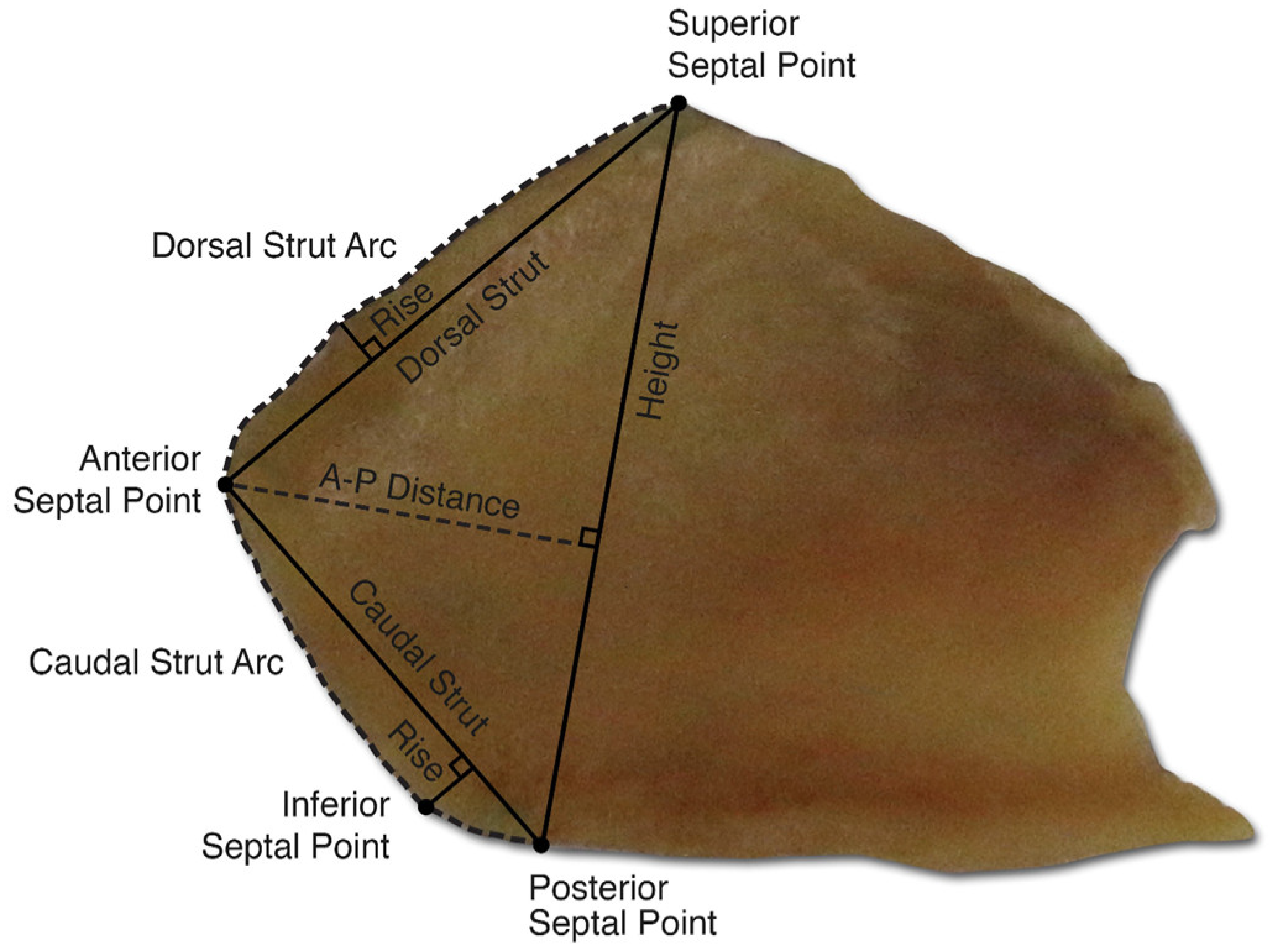 Biomimetics 09 00327 g003