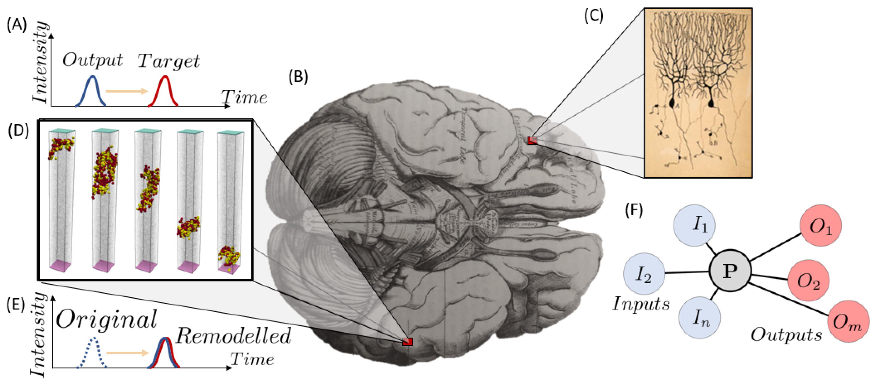 Biomimetics 09 00362 g002