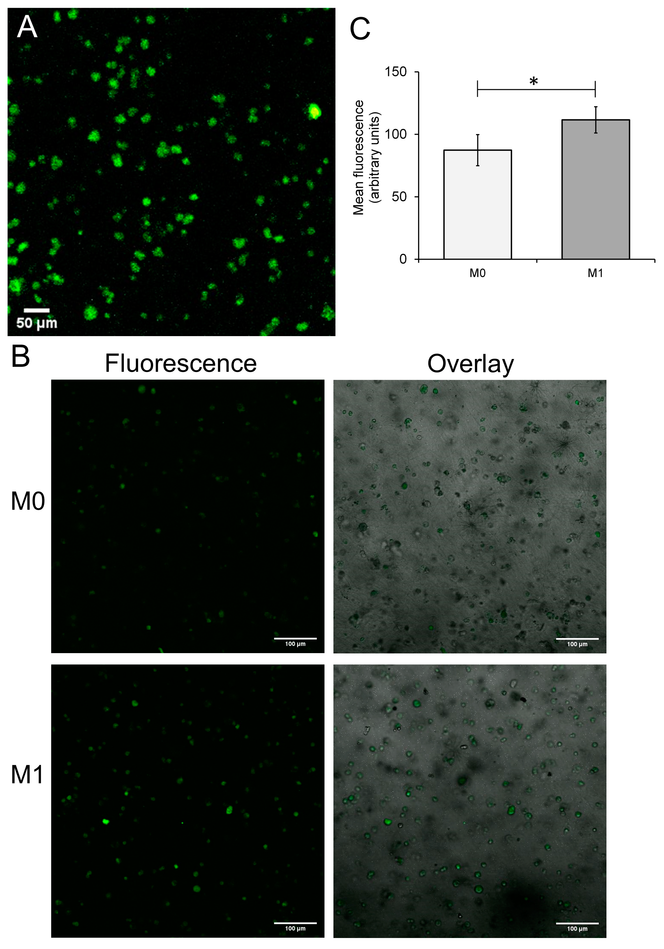 Biomimetics 09 00372 g002