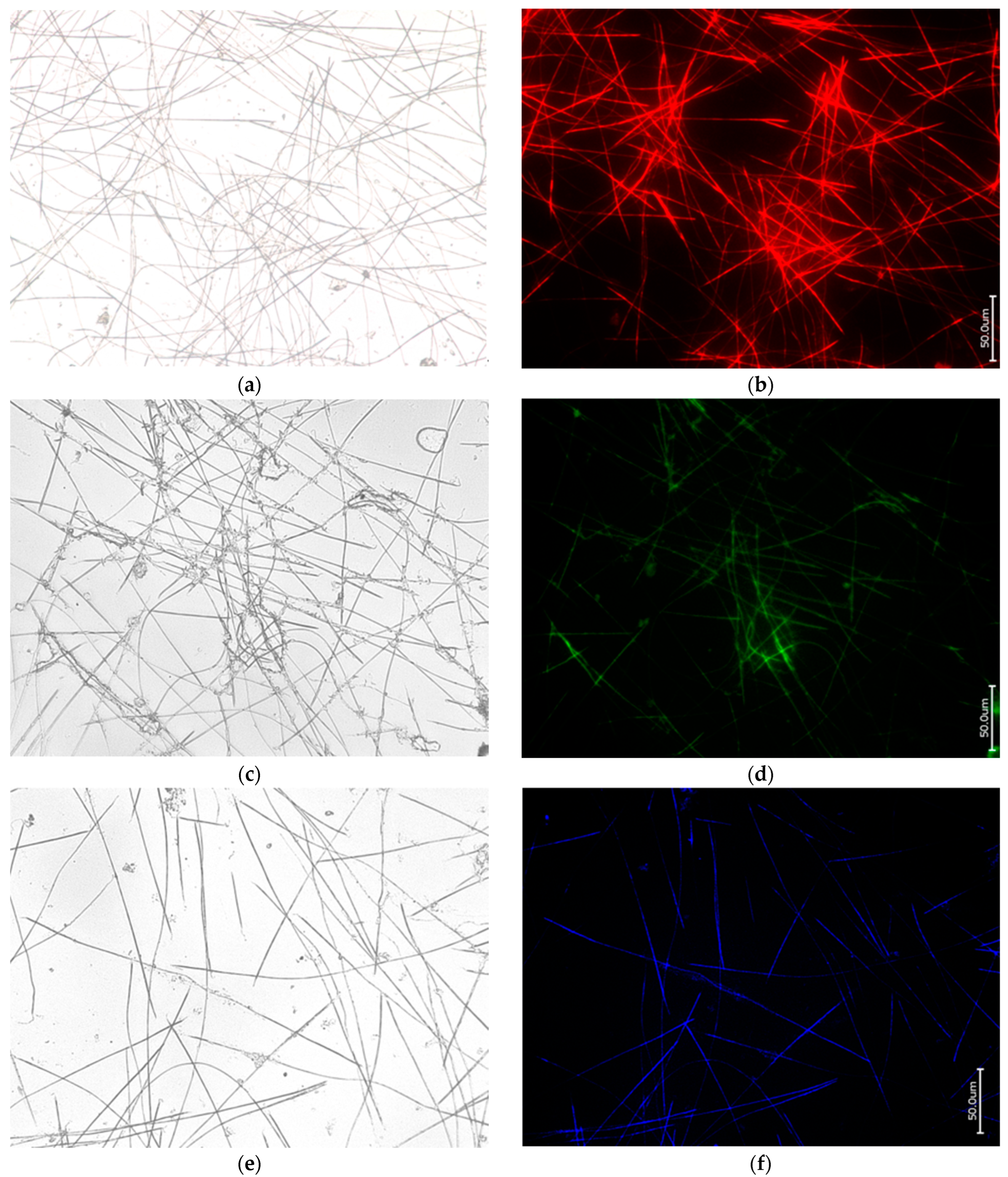 Biomimetics 09 00393 g002
