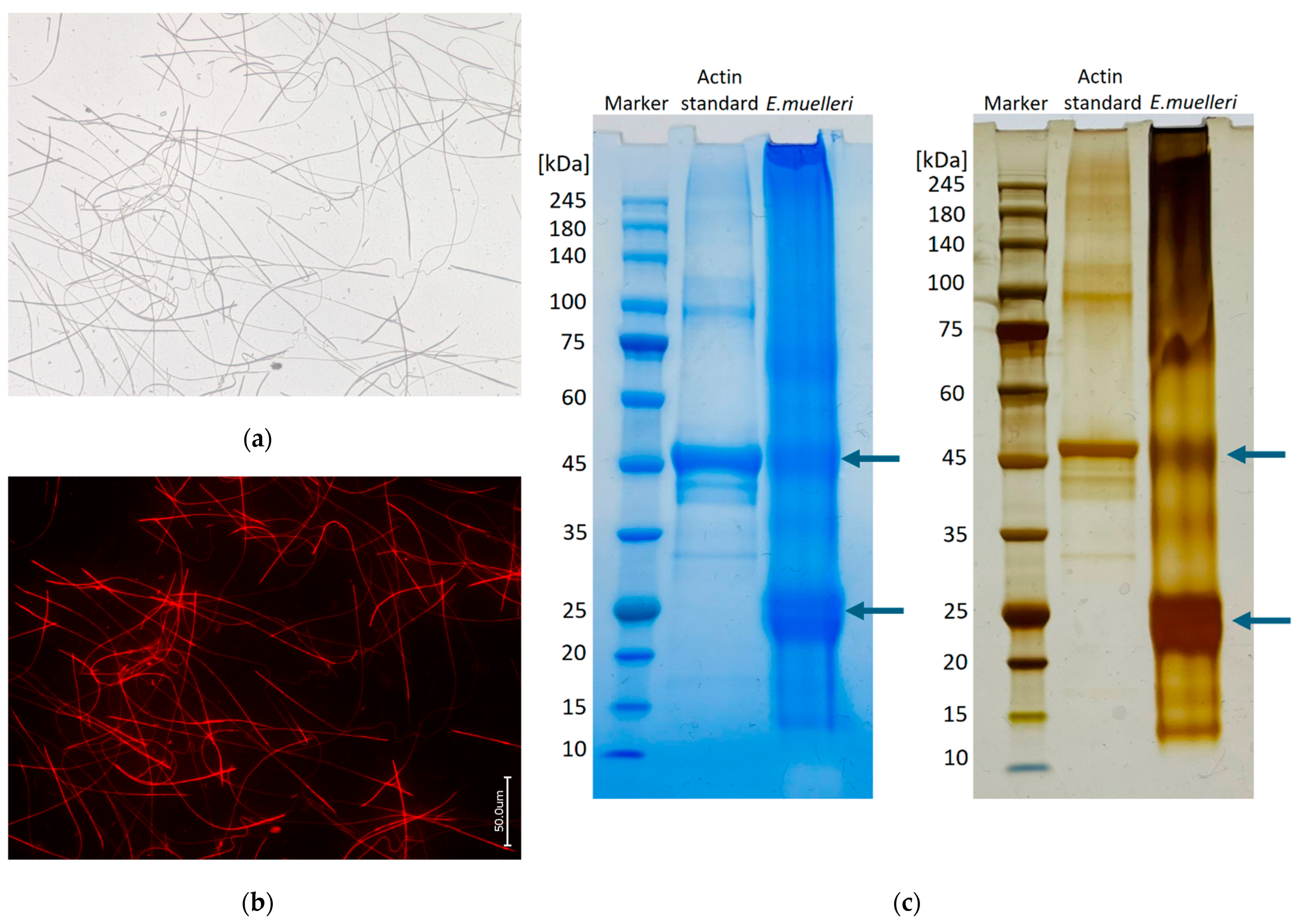 Biomimetics 09 00393 g003