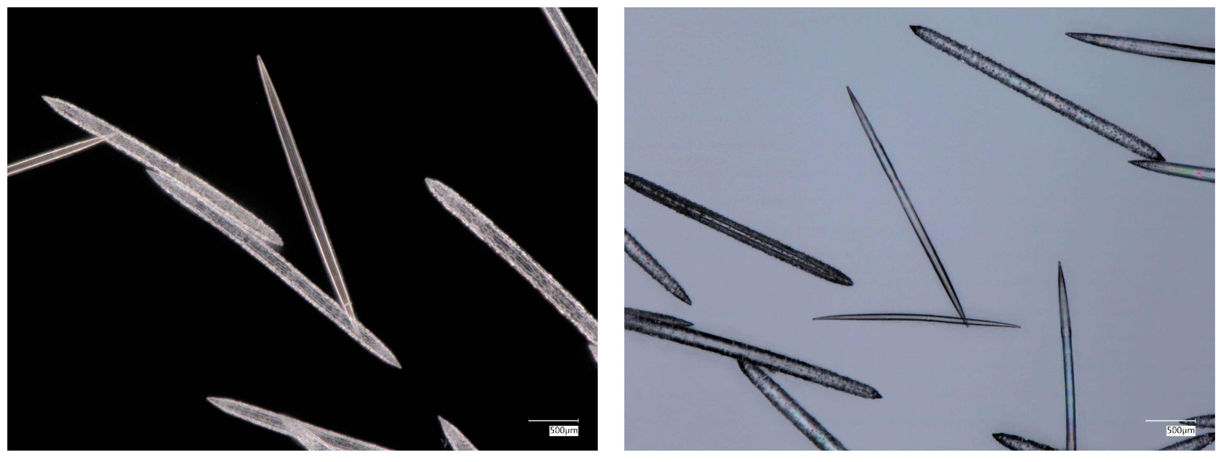 Biomimetics 09 00393 g004