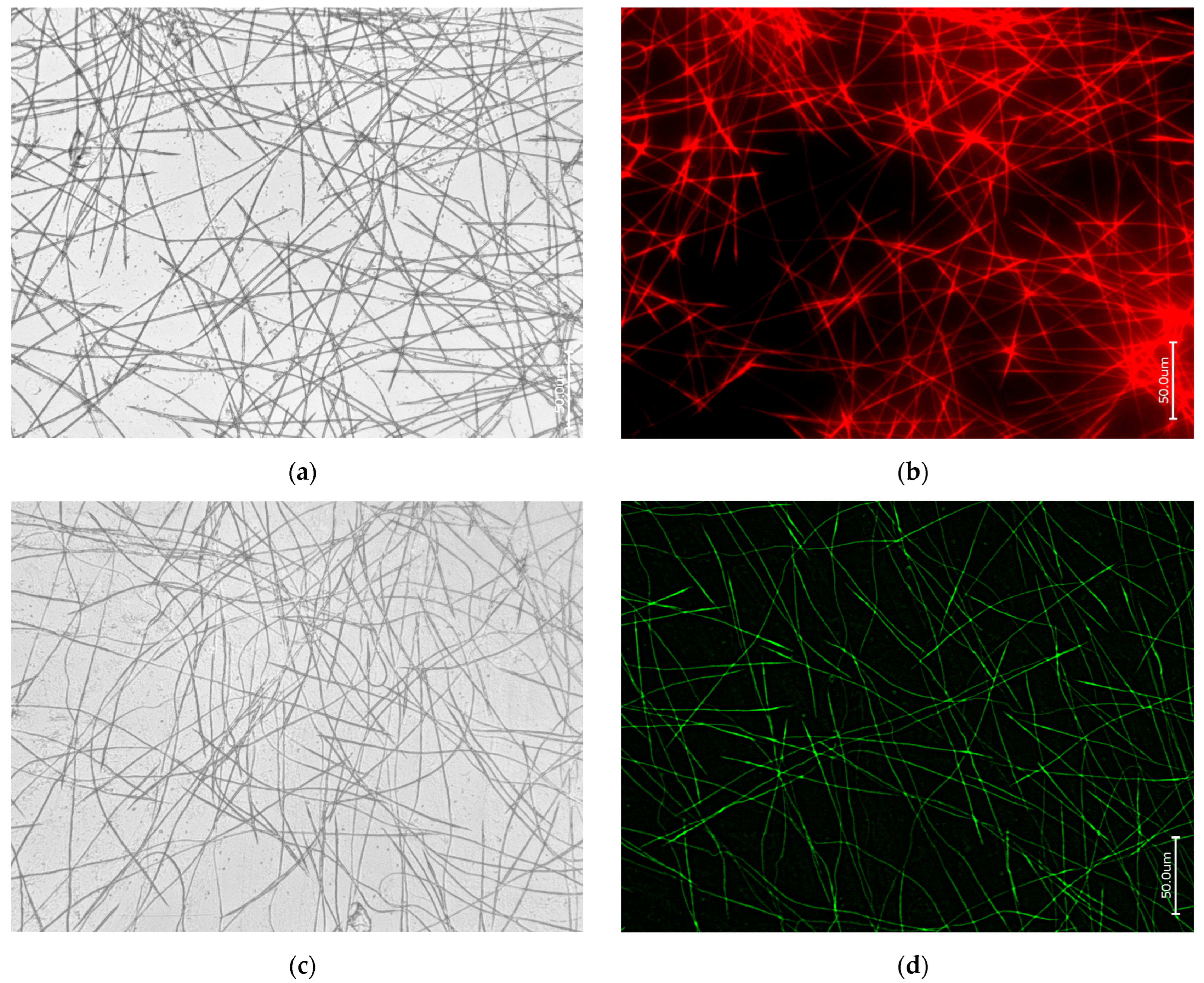 Biomimetics 09 00393 g005a